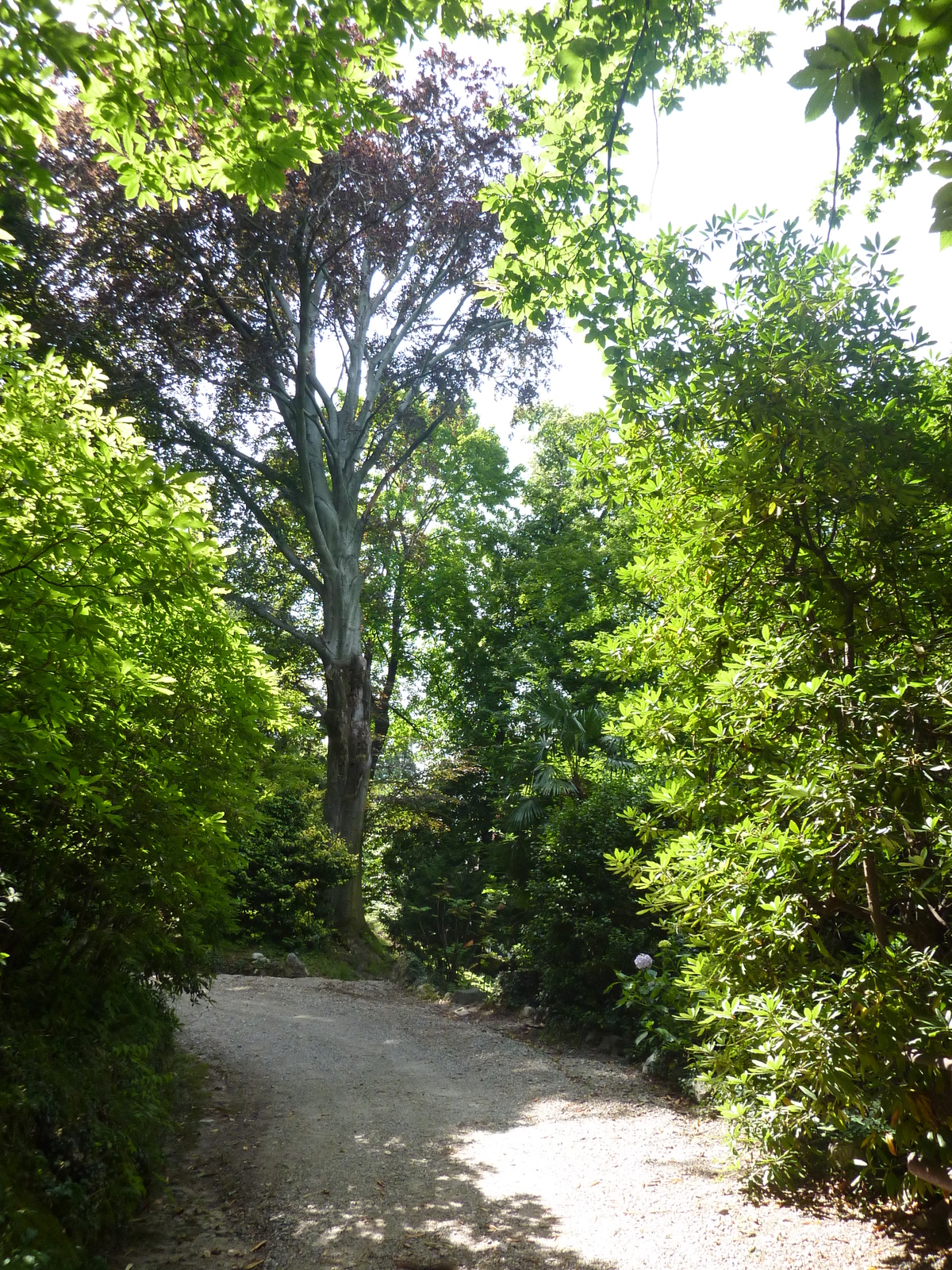 รูปถ่าย อิตาลี(Italy) วิลลาปัลลาวีชีโน(Villa Pallavicino) 2009-06 1