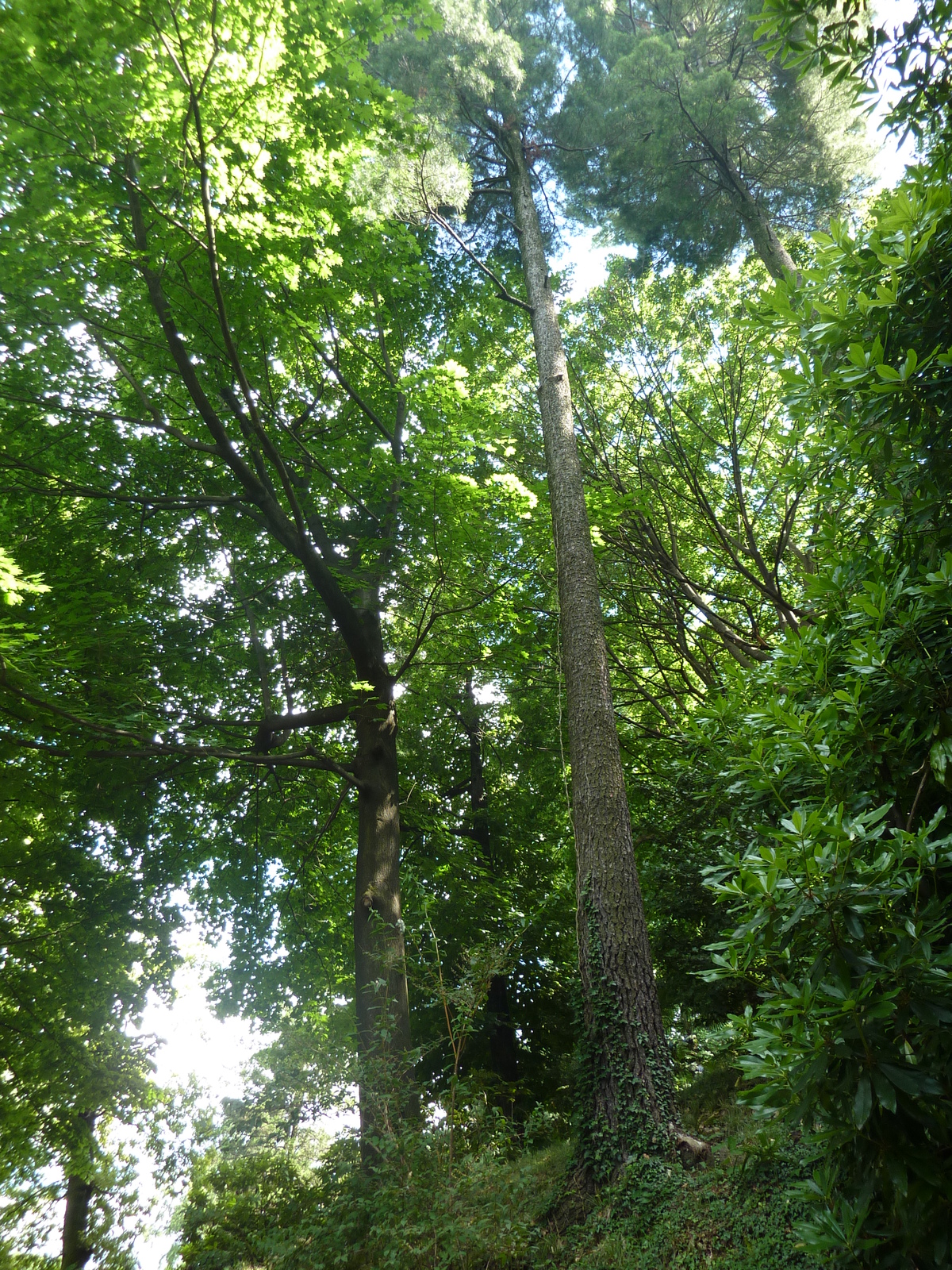 รูปถ่าย อิตาลี(Italy) วิลลาปัลลาวีชีโน(Villa Pallavicino) 2009-06 24