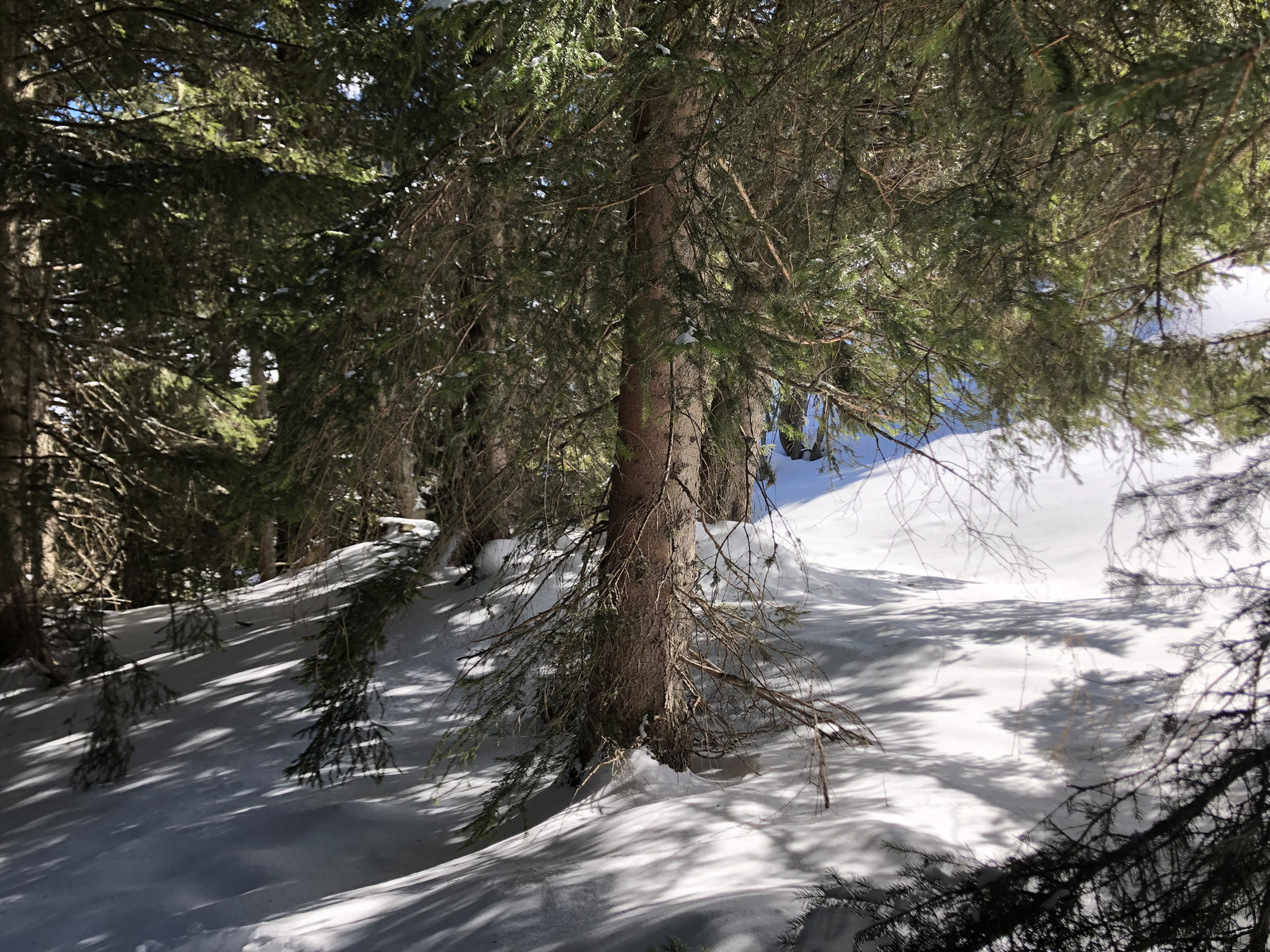 รูปถ่าย ฝรั่งเศส(France) เมแฌฟว์(Megeve) 2019-03 59