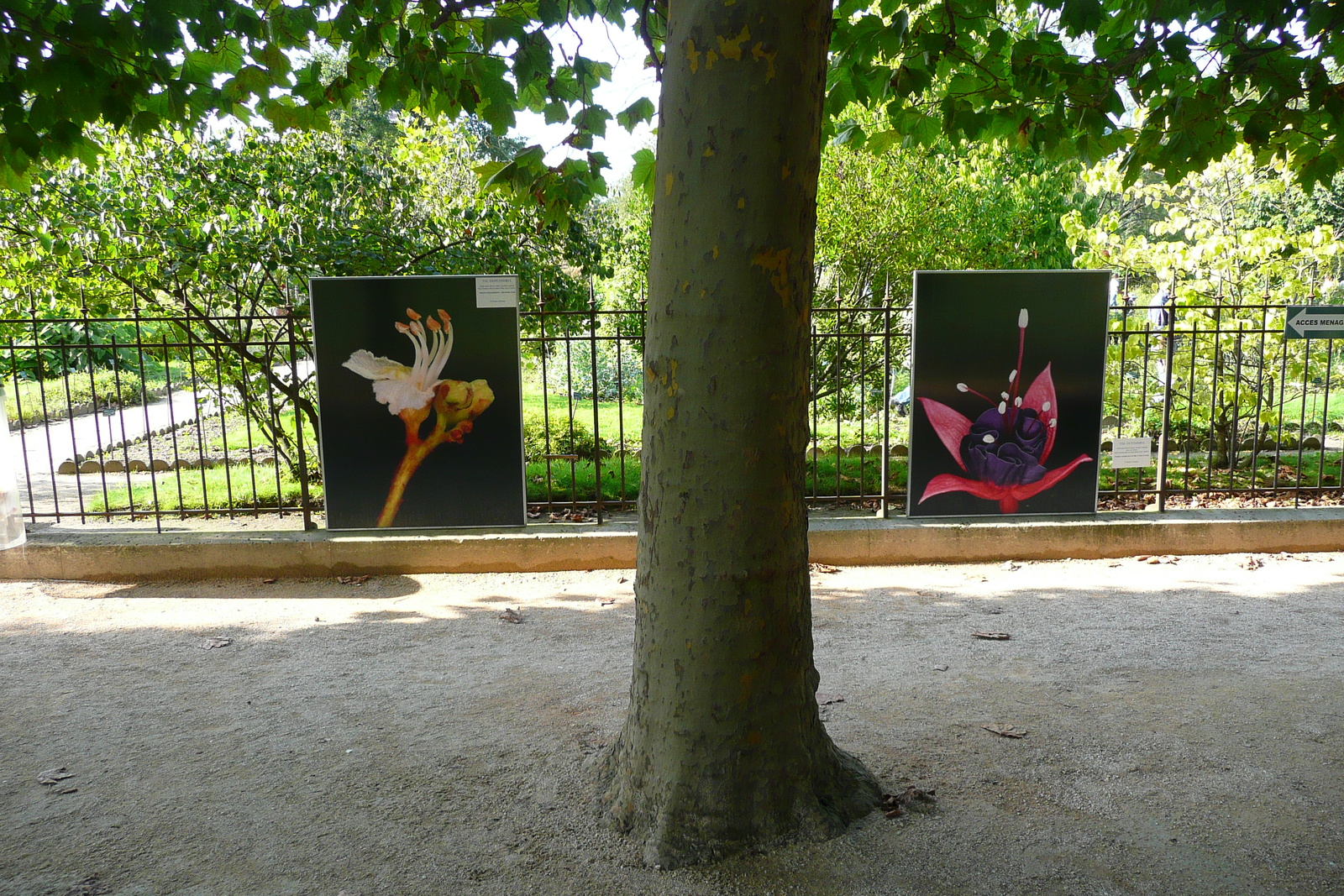 รูปถ่าย ฝรั่งเศส(France) ปารีส(Paris) สวนพันธ์ุพืช(Jardin des Plantes) 2007-08 143