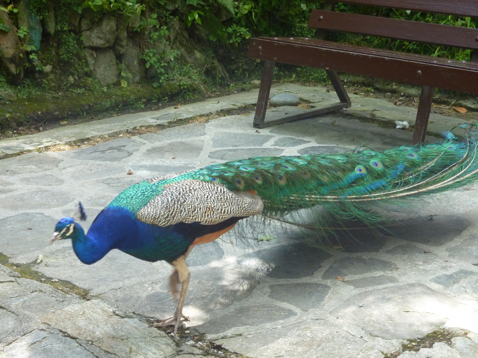 รูปถ่าย อิตาลี(Italy) วิลลาปัลลาวีชีโน(Villa Pallavicino) 2009-06 8