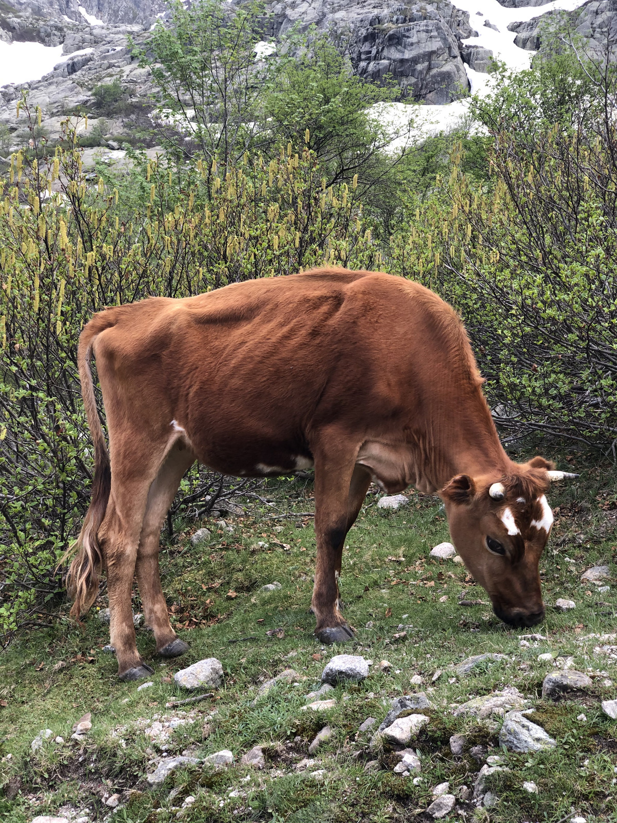 รูปถ่าย ฝรั่งเศส(France) คอร์สิคา(Corsica) ทะเลสาบเมโลและกาปีเตลโล(Lac de Melo et Capitello) 2021-06 220