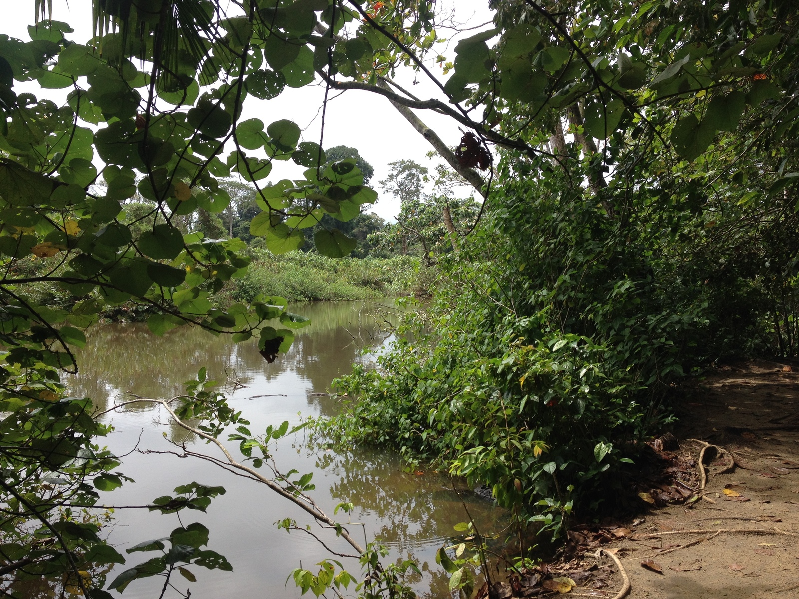 รูปถ่าย คอสตาริกา(Costa Rica) กาอุยตา(Cahuita) 2015-03 133
