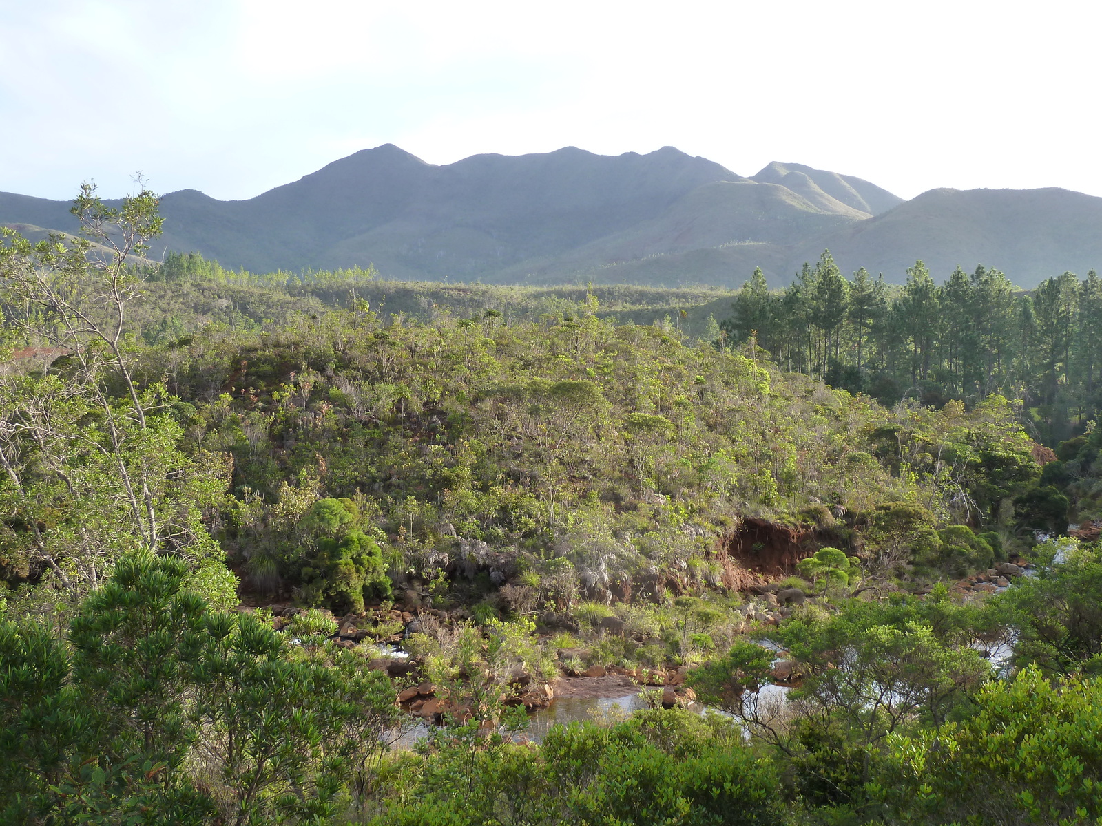 รูปถ่าย นิวแคลิโดเนีย(New Caledonia) อุทยานริเวียร์เบลอ(Parc de la Riviere Bleue) 2010-05 46