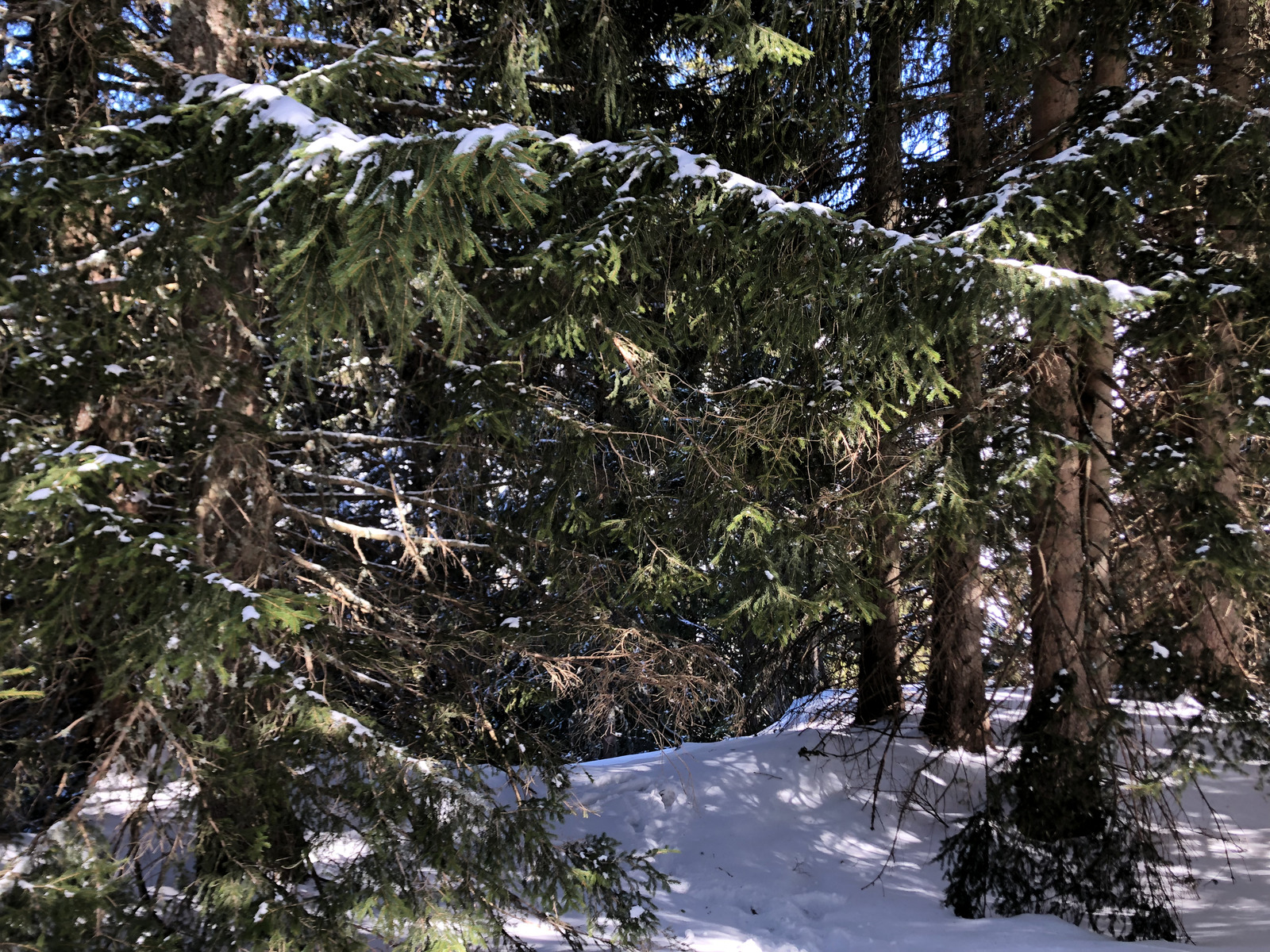 รูปถ่าย ฝรั่งเศส(France) เมแฌฟว์(Megeve) 2019-03 87