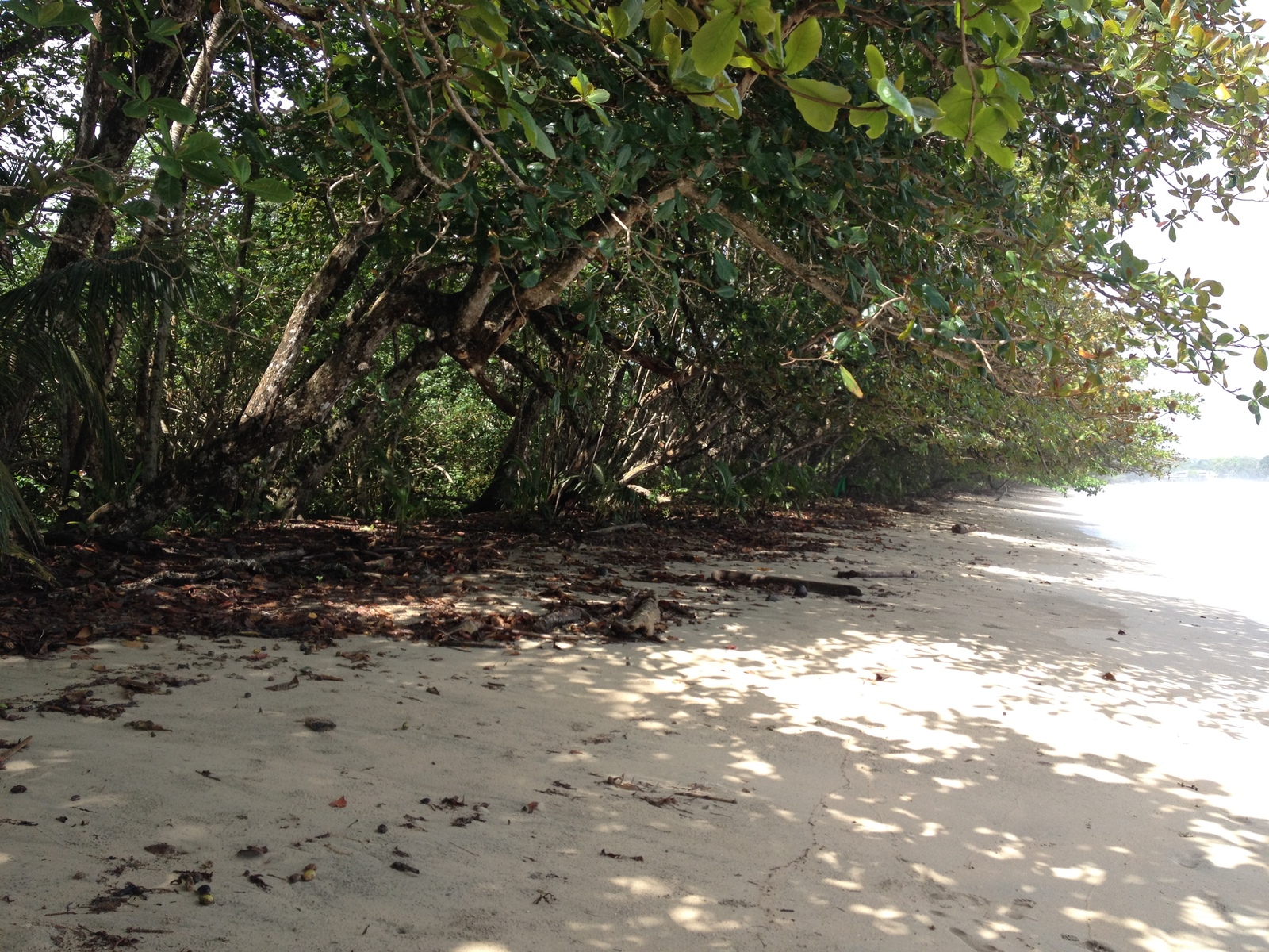 รูปถ่าย คอสตาริกา(Costa Rica) กาอุยตา(Cahuita) 2015-03 183