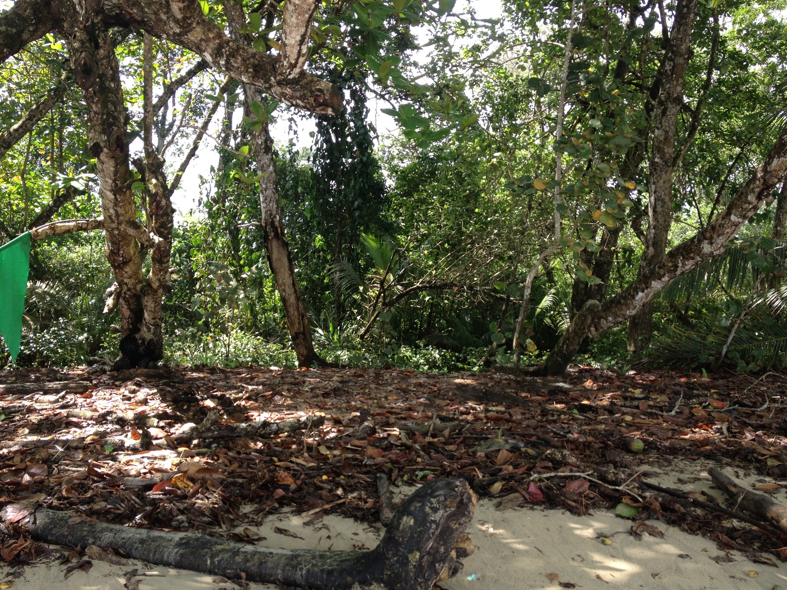 รูปถ่าย คอสตาริกา(Costa Rica) กาอุยตา(Cahuita) 2015-03 195
