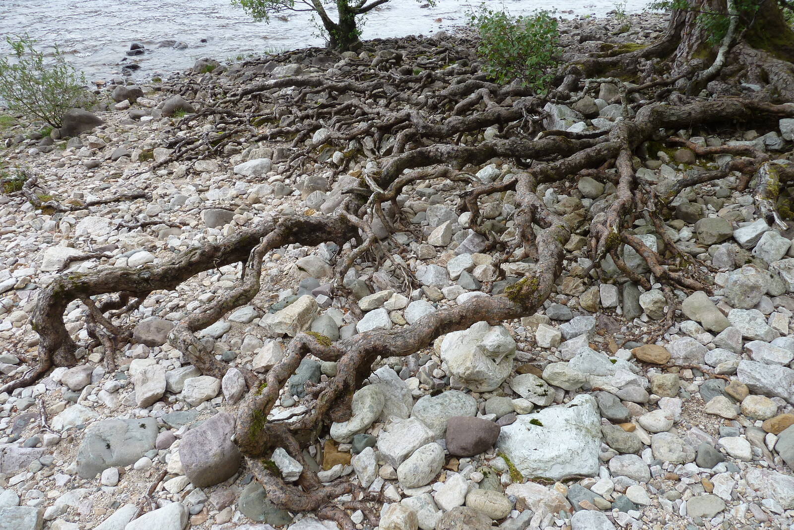 รูปถ่าย อังกฤษ(United Kingdom) สกอตแลนด์(Scotland) ทะเลสาบลอคมารี(Loch Maree) 2011-07 0