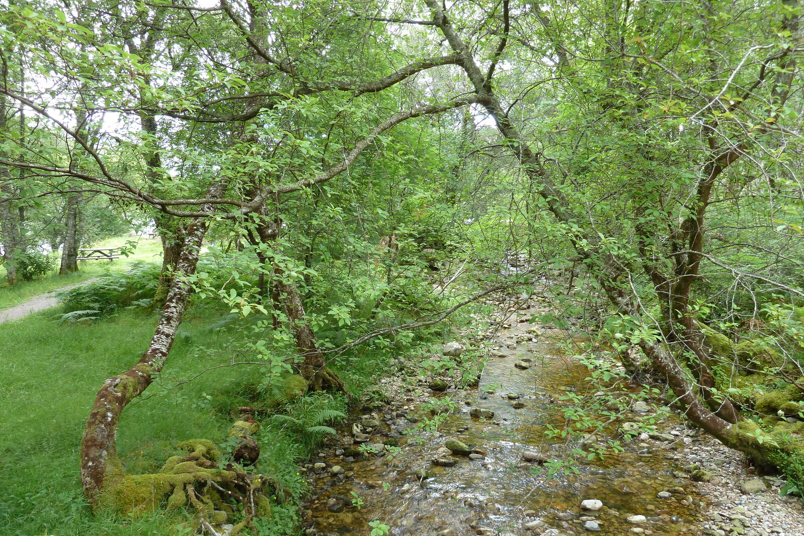 รูปถ่าย อังกฤษ(United Kingdom) สกอตแลนด์(Scotland) ทะเลสาบลอคมารี(Loch Maree) 2011-07 26