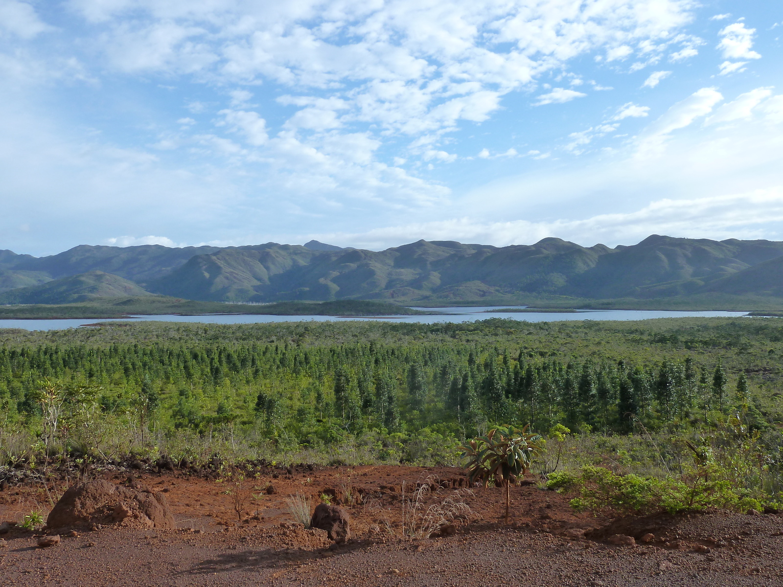 รูปถ่าย นิวแคลิโดเนีย(New Caledonia) อุทยานริเวียร์เบลอ(Parc de la Riviere Bleue) 2010-05 118