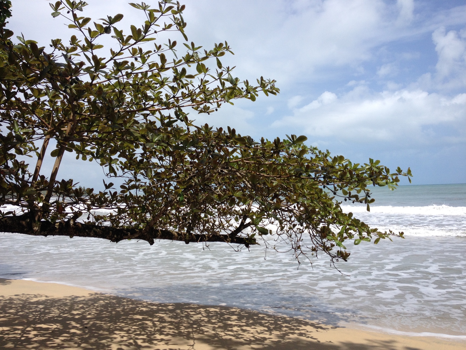 รูปถ่าย คอสตาริกา(Costa Rica) กาอุยตา(Cahuita) 2015-03 193