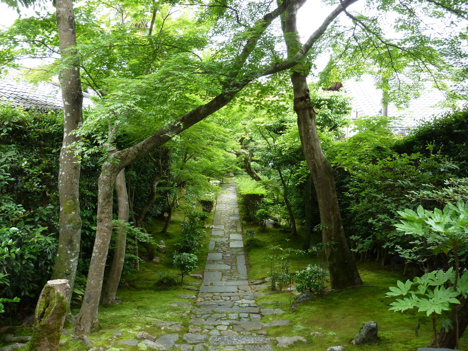 รูปถ่าย ญี่ปุ่น(Japan) เกียวโต(Kyoto) วัดเรียวอันจิ(Ryoanji Temple) 2010-06 63