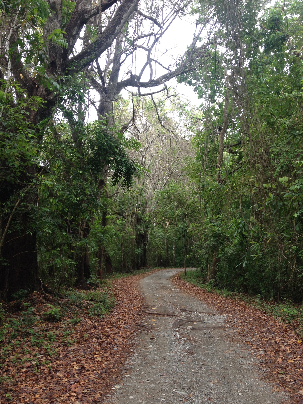 รูปถ่าย คอสตาริกา(Costa Rica) มอนเตซูมา(Montezuma) 2015-03 341