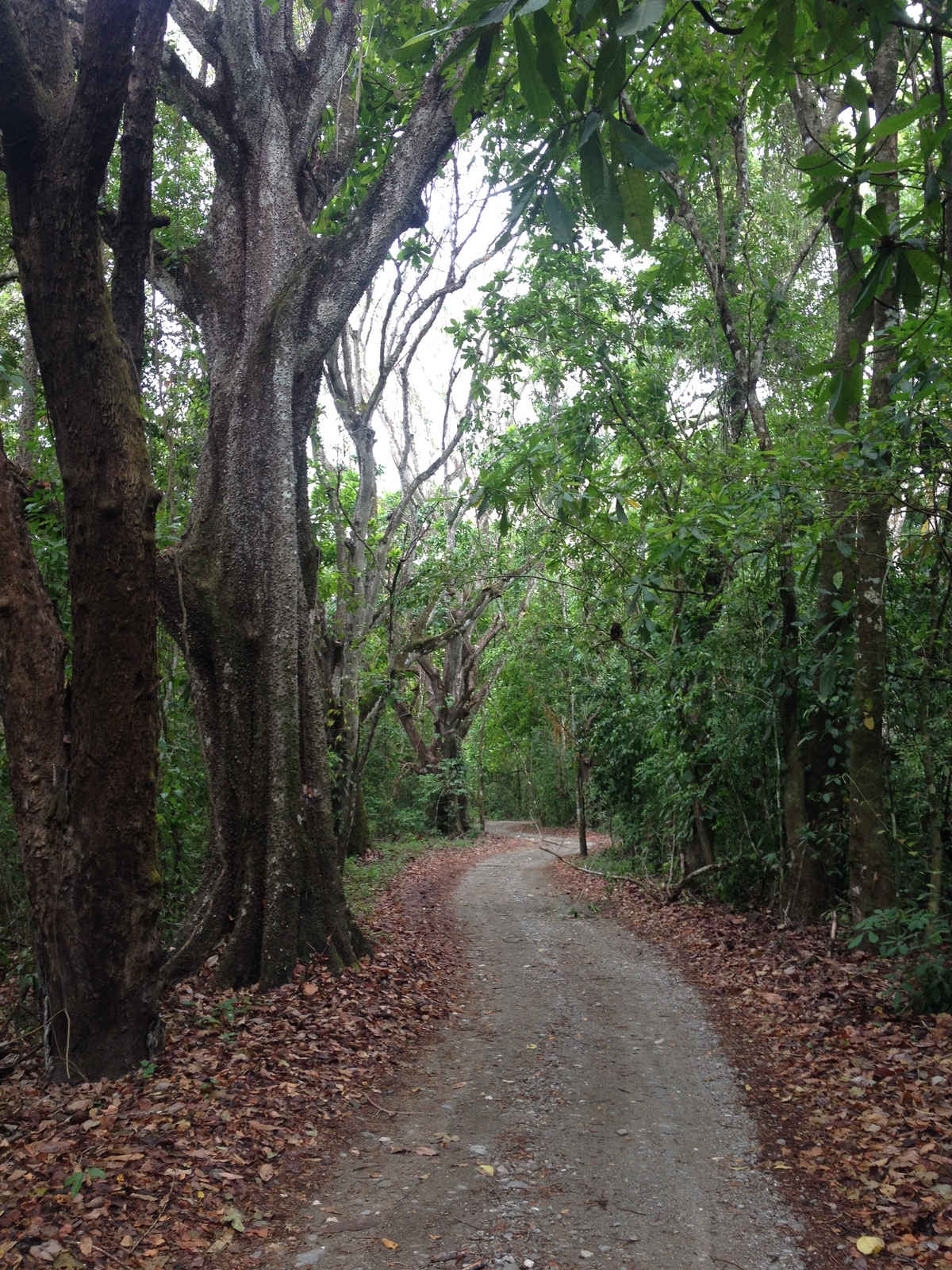 รูปถ่าย คอสตาริกา(Costa Rica) มอนเตซูมา(Montezuma) 2015-03 303