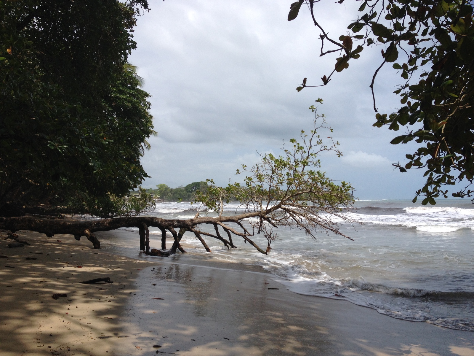 รูปถ่าย คอสตาริกา(Costa Rica) กาอุยตา(Cahuita) 2015-03 116