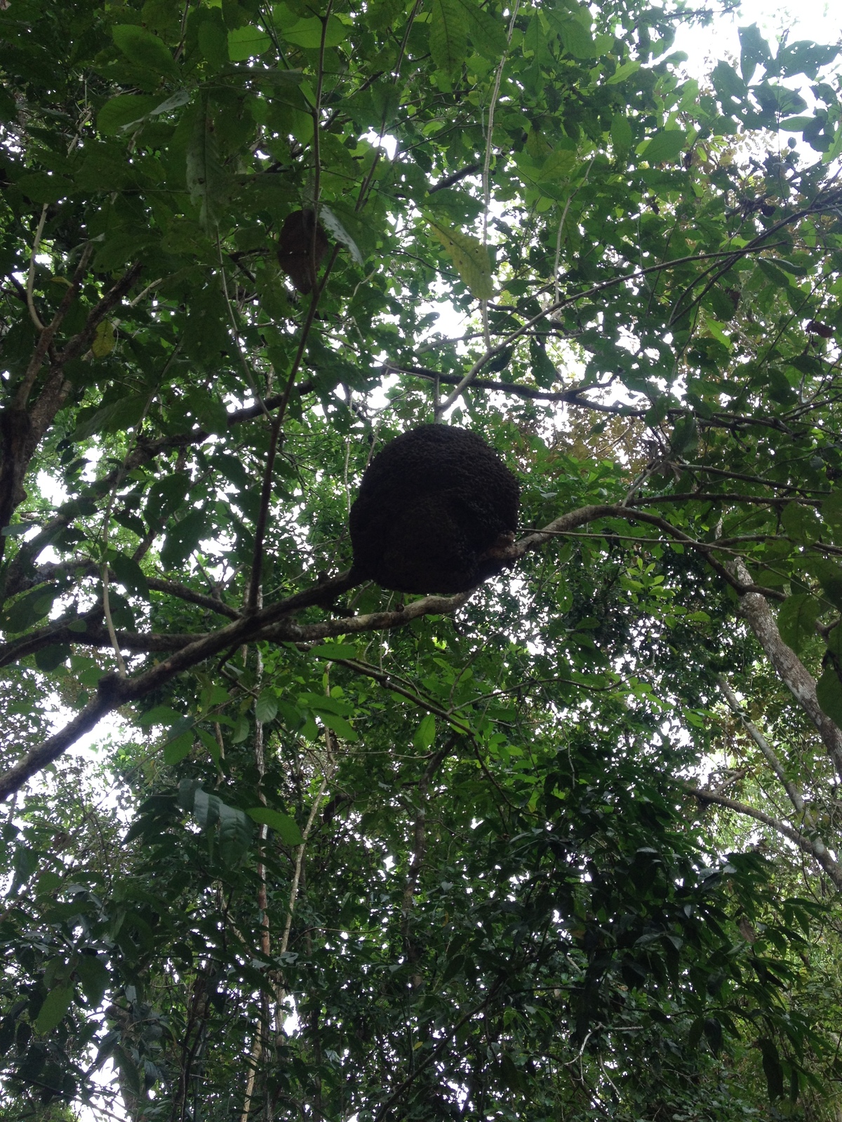 รูปถ่าย คอสตาริกา(Costa Rica) มอนเตซูมา(Montezuma) 2015-03 391