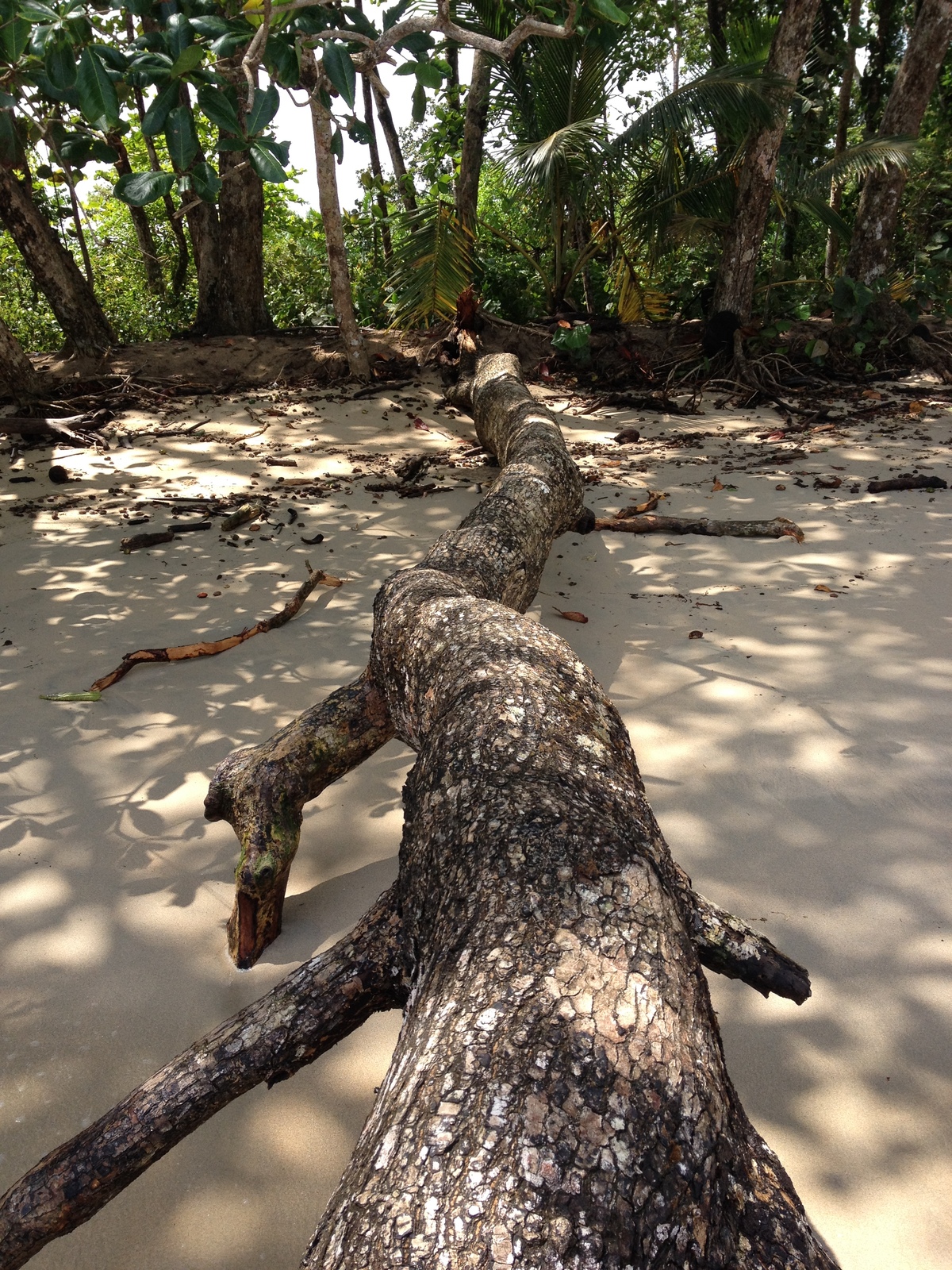 รูปถ่าย คอสตาริกา(Costa Rica) กาอุยตา(Cahuita) 2015-03 94