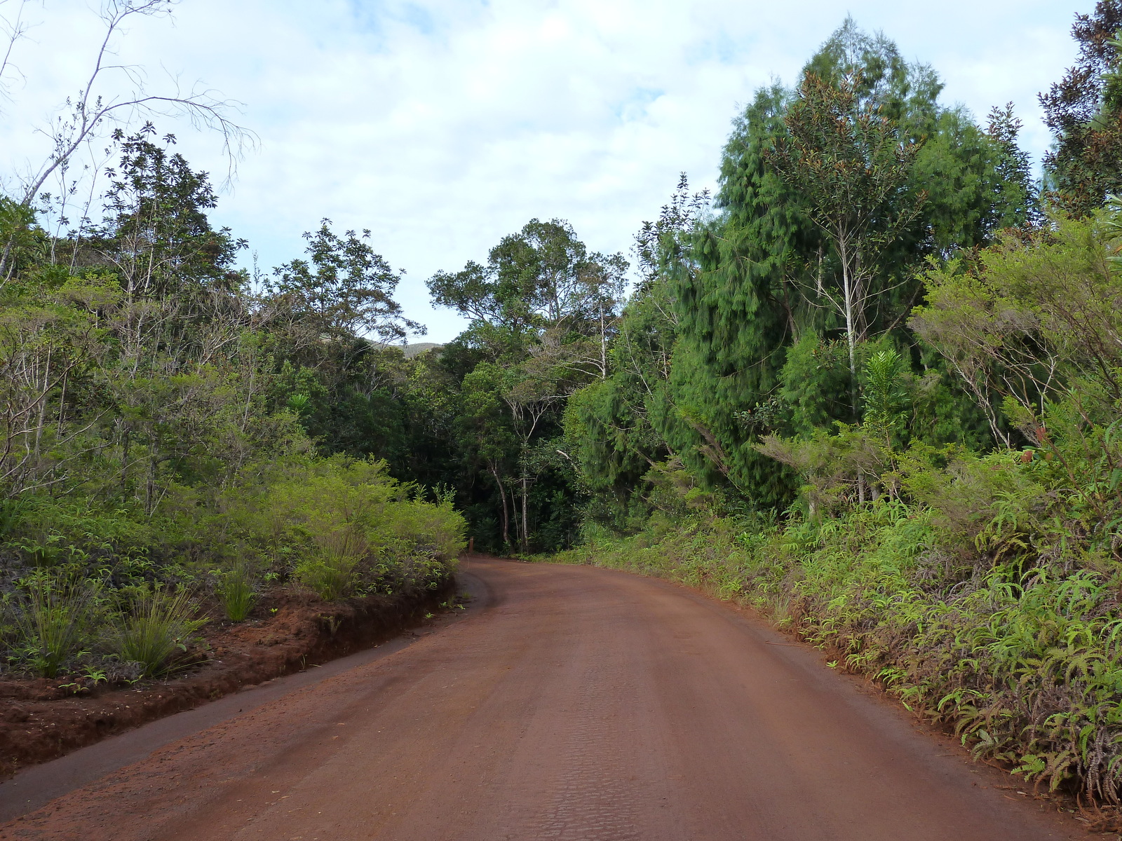 รูปถ่าย นิวแคลิโดเนีย(New Caledonia) อุทยานริเวียร์เบลอ(Parc de la Riviere Bleue) 2010-05 56