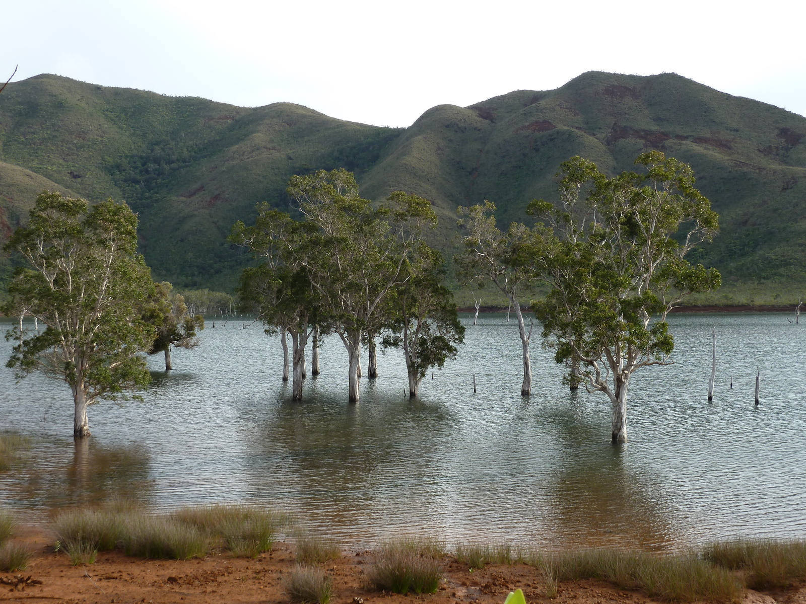 รูปถ่าย นิวแคลิโดเนีย(New Caledonia) อุทยานริเวียร์เบลอ(Parc de la Riviere Bleue) 2010-05 73