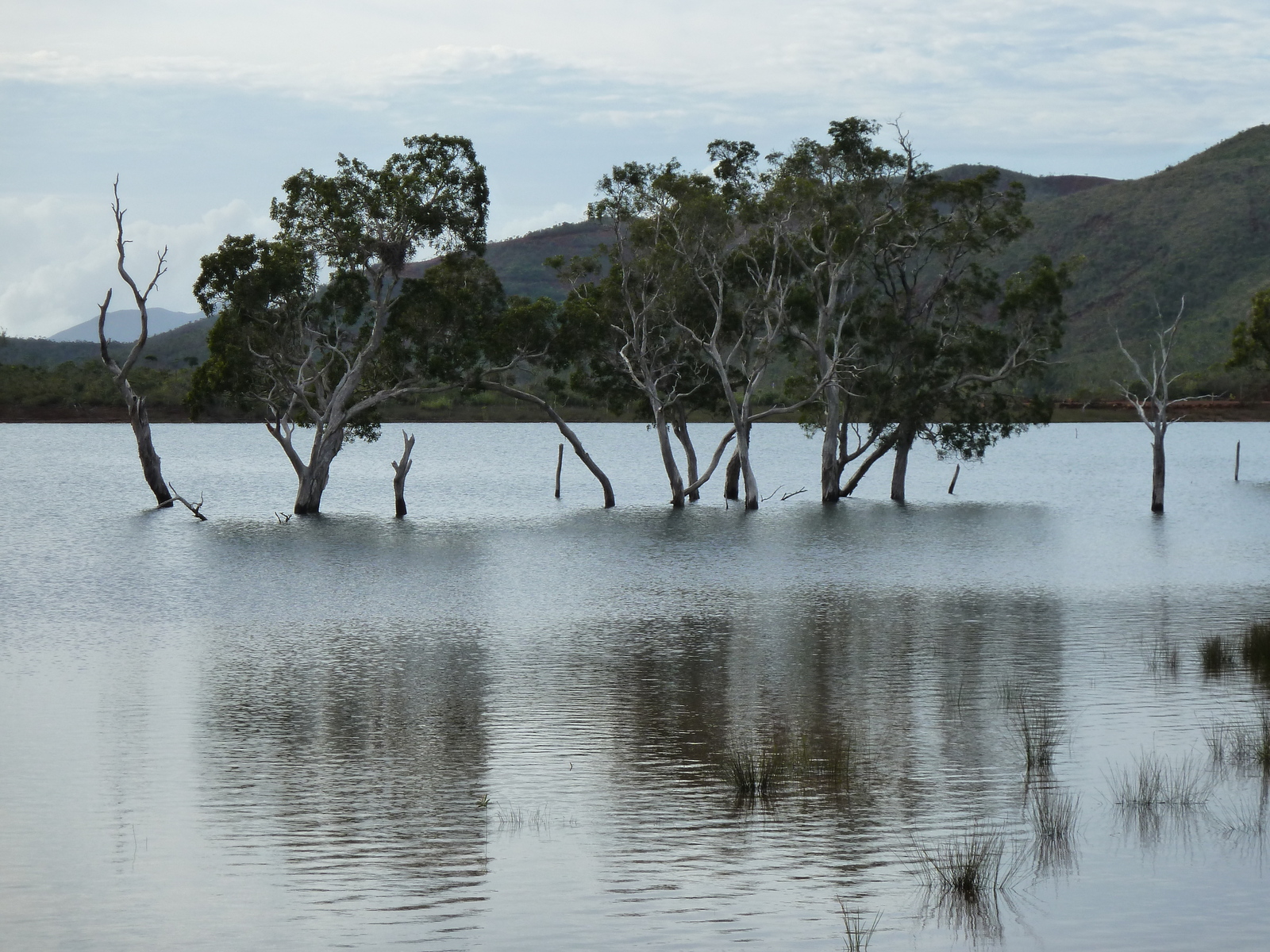 รูปถ่าย นิวแคลิโดเนีย(New Caledonia) อุทยานริเวียร์เบลอ(Parc de la Riviere Bleue) 2010-05 45