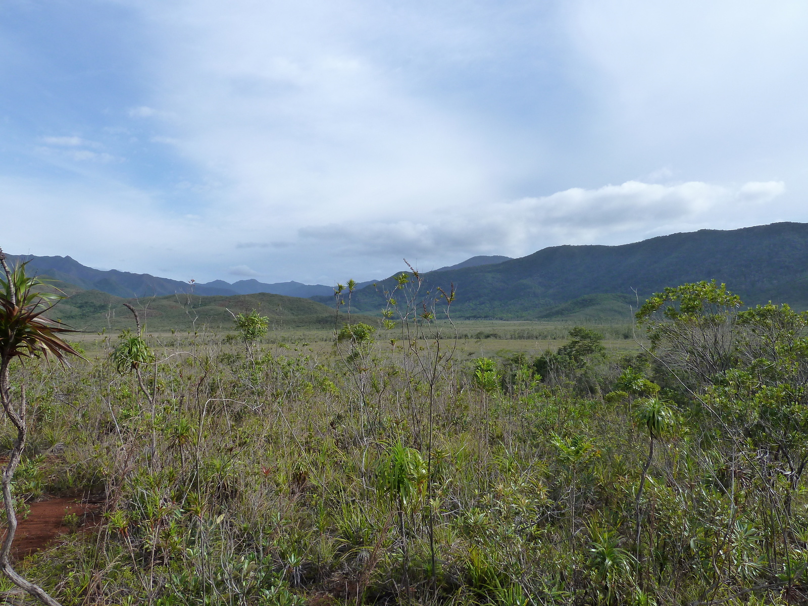 รูปถ่าย นิวแคลิโดเนีย(New Caledonia) อุทยานริเวียร์เบลอ(Parc de la Riviere Bleue) 2010-05 120