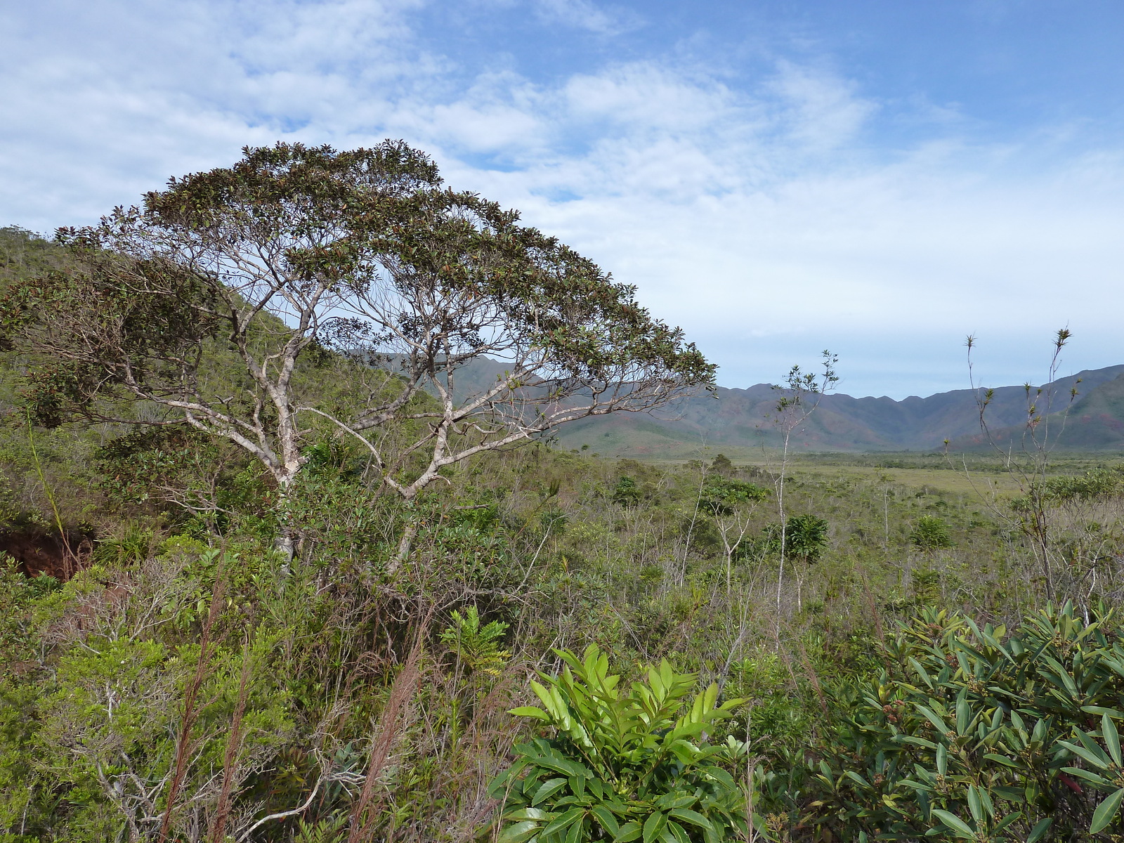 รูปถ่าย นิวแคลิโดเนีย(New Caledonia) อุทยานริเวียร์เบลอ(Parc de la Riviere Bleue) 2010-05 116