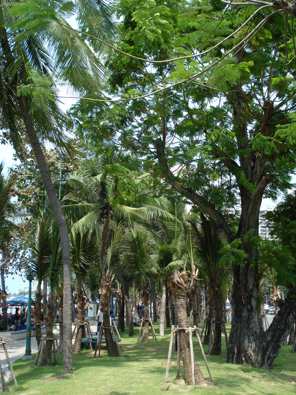 รูปถ่าย ไทย(Thailand) หาดพัทยา(Pattaya Beach) 2007-02 198