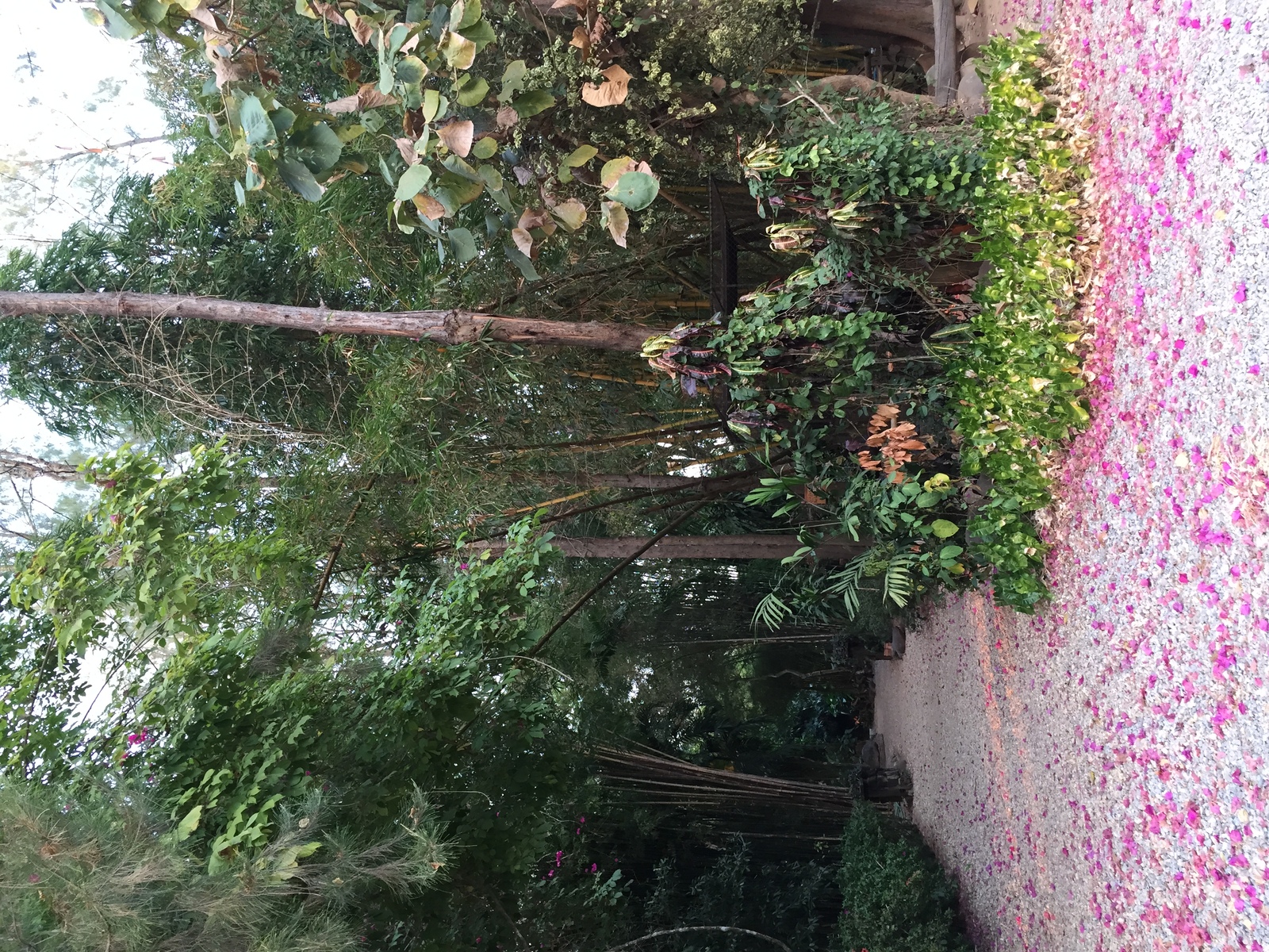 รูปถ่าย ไทย(Thailand) อุทยานประวัติศาสตร์ศรีสัชนาลัย(Si satchanalai historical park) 2014-12 73