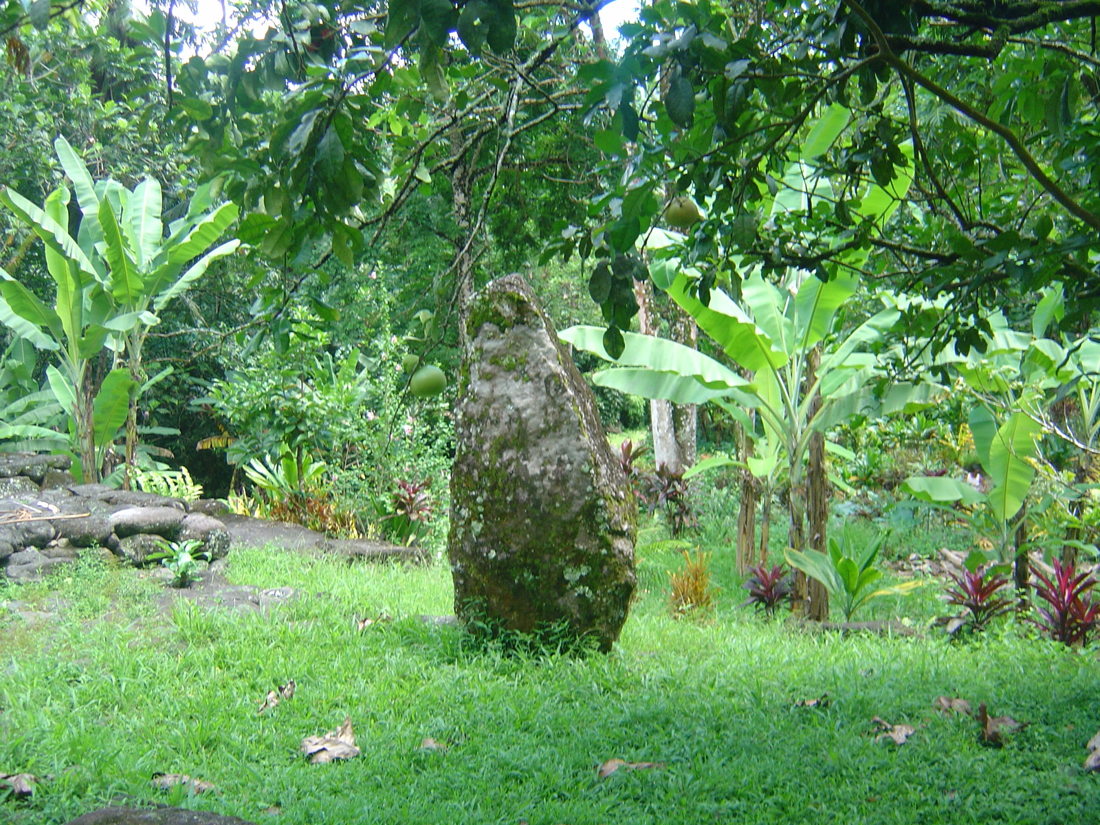 รูปถ่าย เฟรนช์โพลี่นีเซีย(Polynesia) หมู่เกาะมาร์เคซัส(Marquises) 2006-04 118
