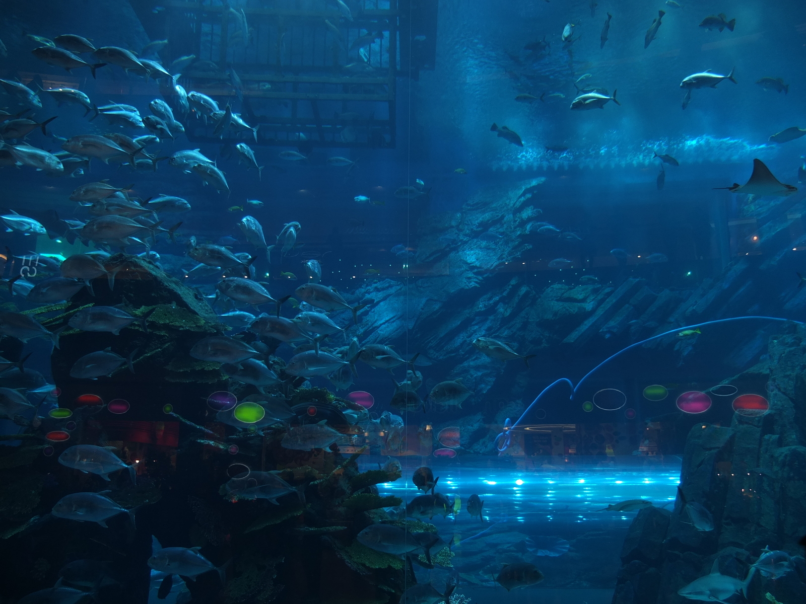 รูปถ่าย สหรัฐอาหรับเอมิเรตส์(United Arab Emirates) ดูไบ(Dubai) ดูไบมอลล์(The Dubai Mall) 2011-12 75