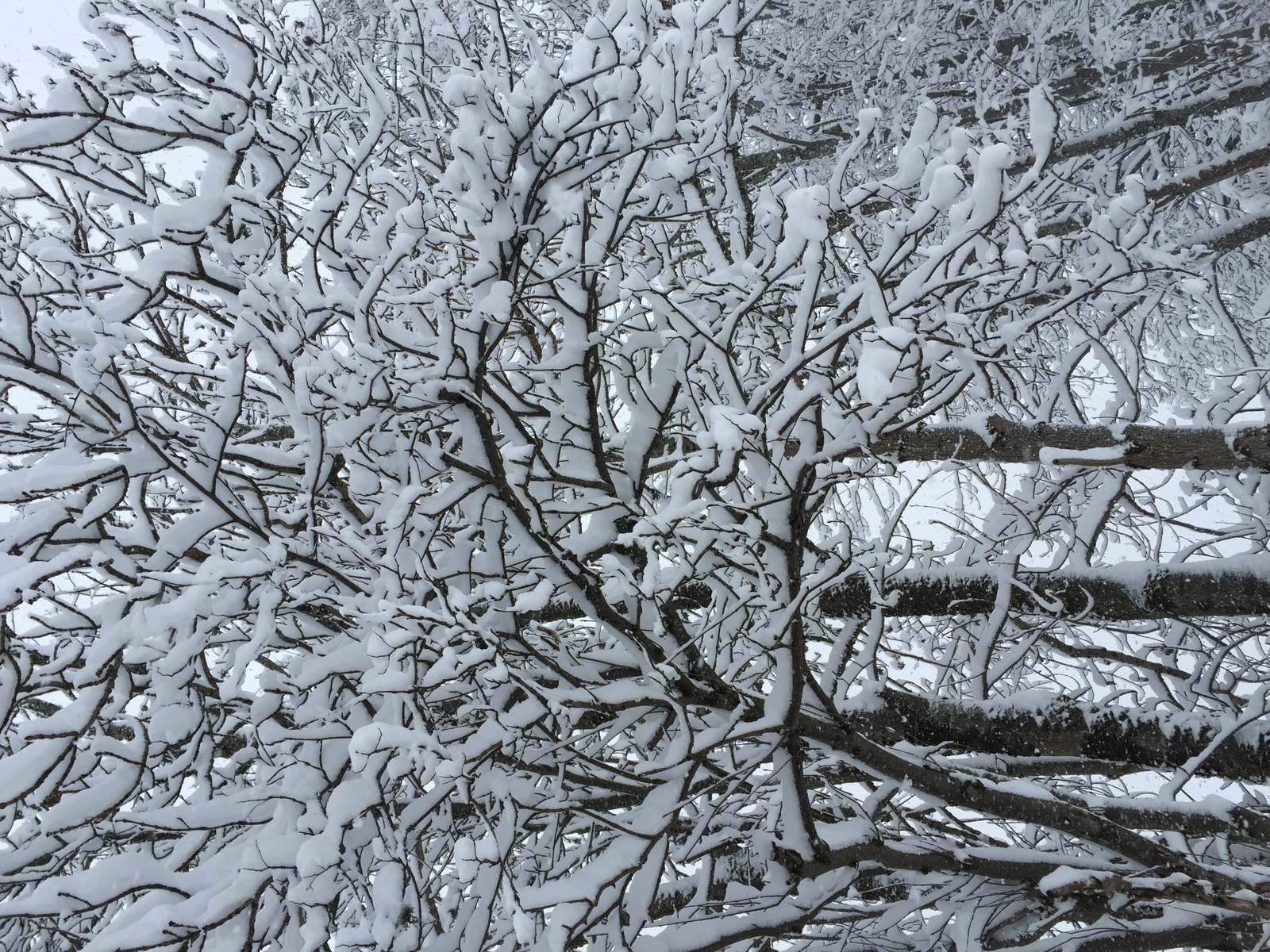 รูปถ่าย ฝรั่งเศส(France) เมแฌฟว์(Megeve) 2016-02 7
