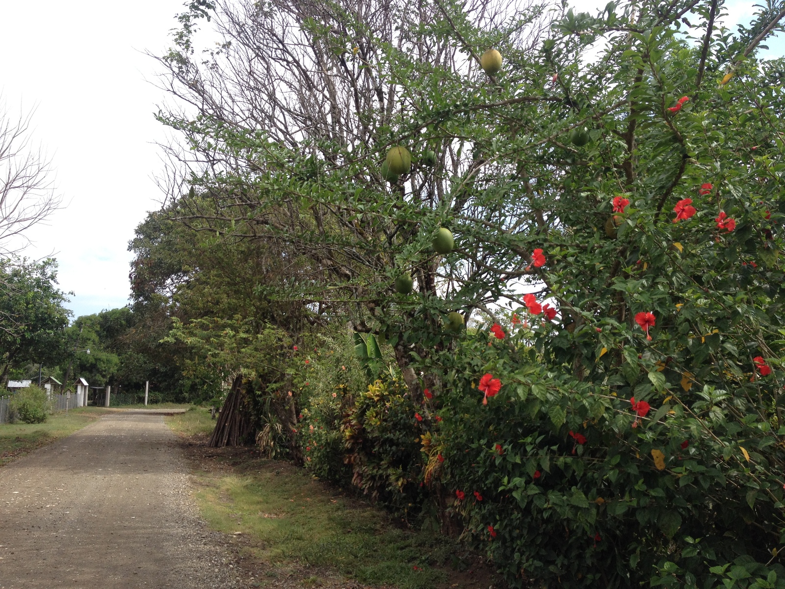 รูปถ่าย คอสตาริกา(Costa Rica) มอนเตซูมา(Montezuma) 2015-03 294