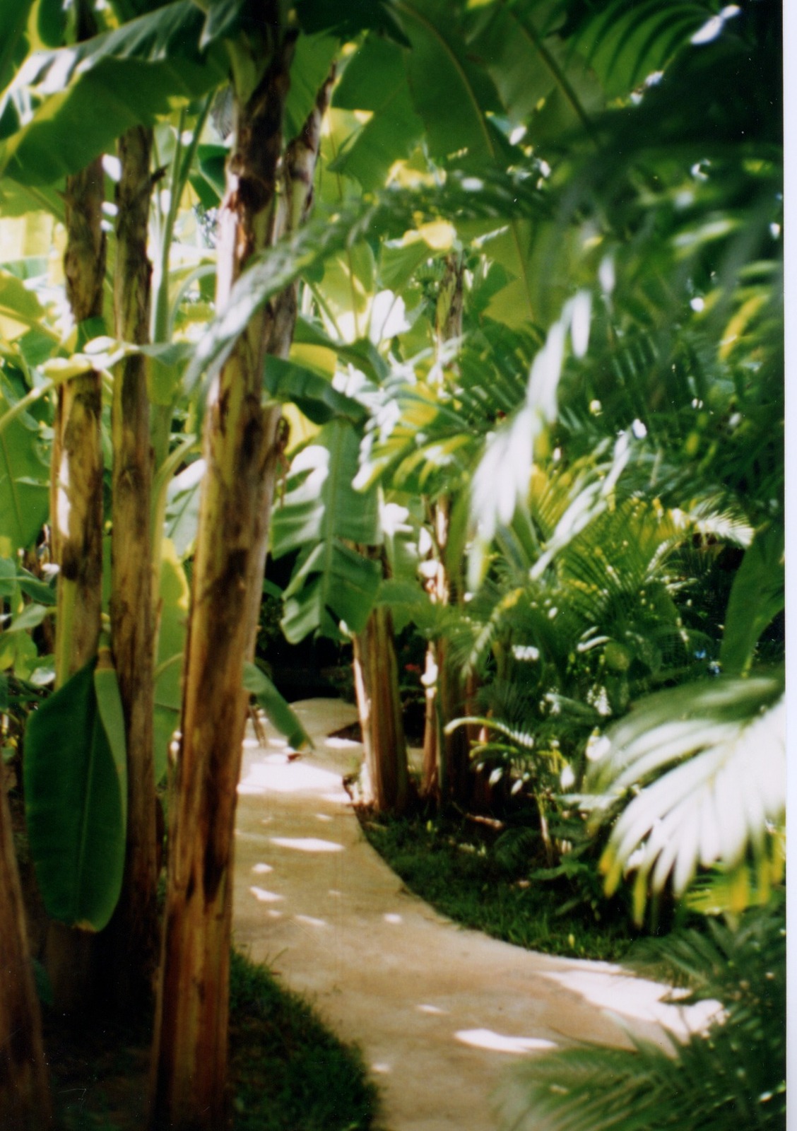 รูปถ่าย กัมพูชา(Cambodia) พนมเปญ(Phnom Penh) 1996-06 7