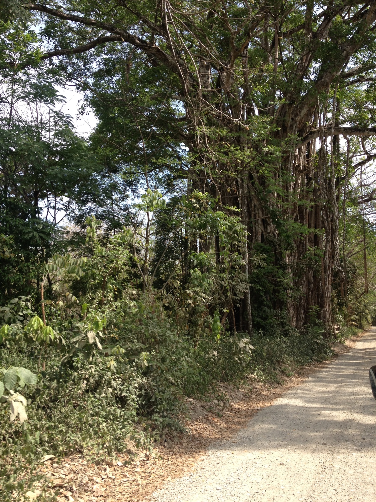 รูปถ่าย คอสตาริกา(Costa Rica) มอนเตซูมา(Montezuma) 2015-03 250