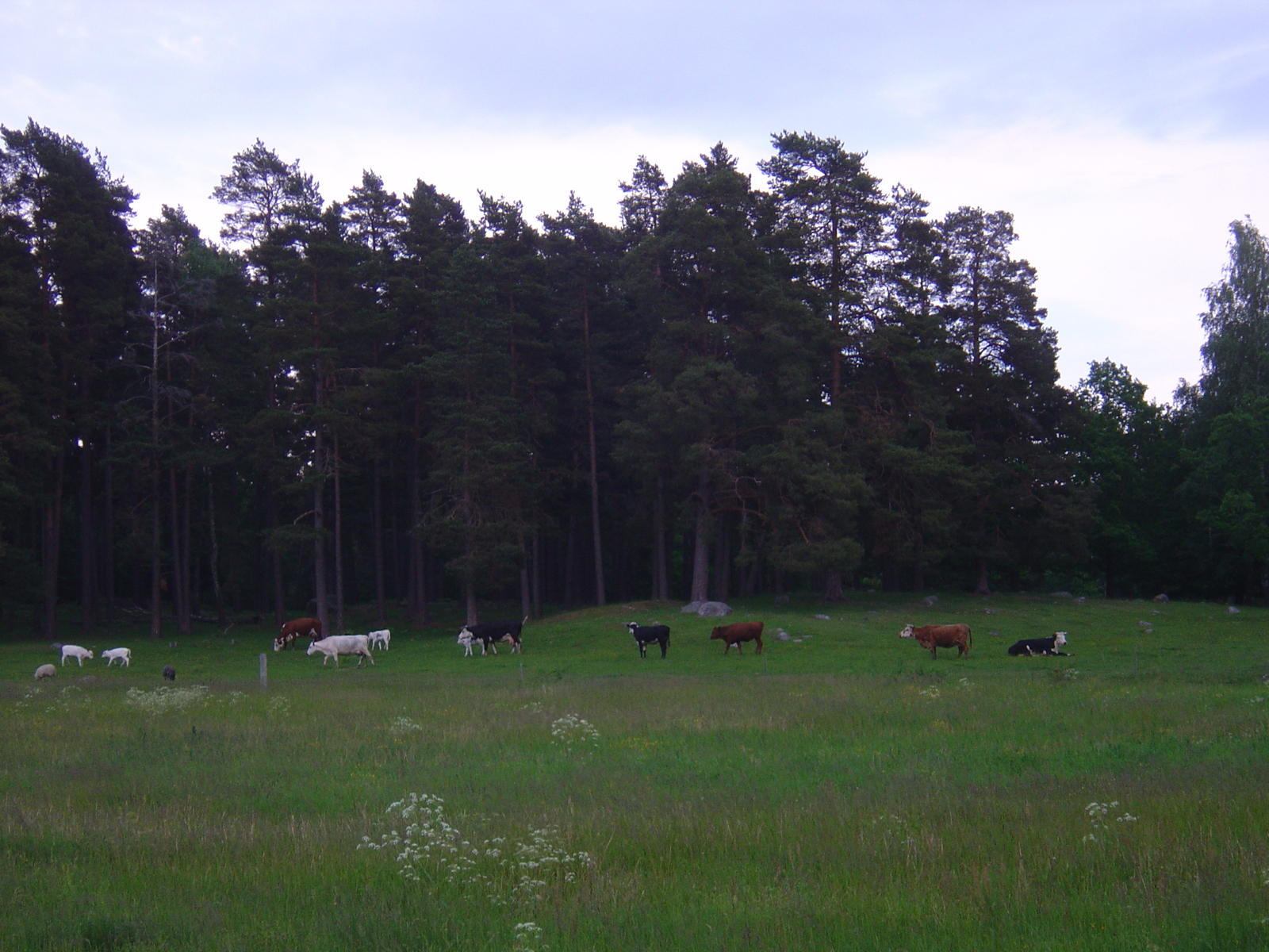 รูปถ่าย สวีเดน(Sweden) สตาฟนาส(Stavnas) 2005-06 15