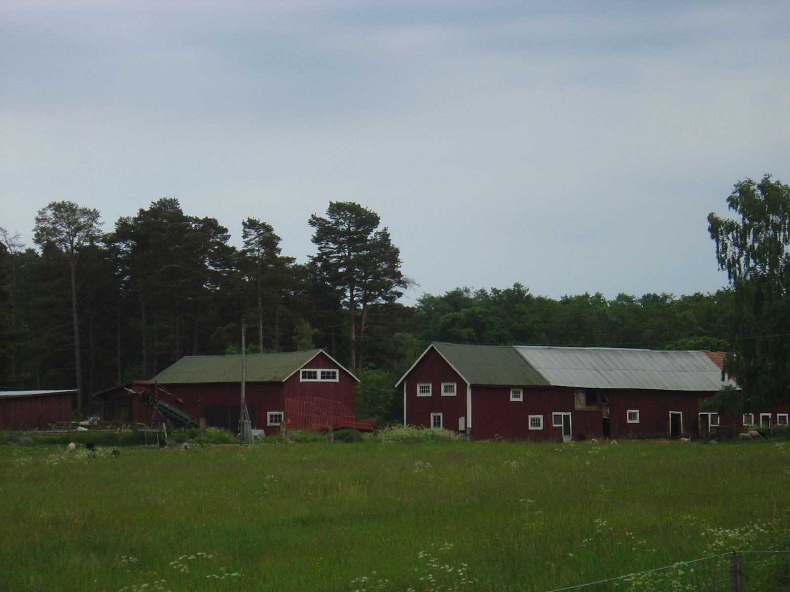 รูปถ่าย สวีเดน(Sweden) สตาฟนาส(Stavnas) 2005-06 9