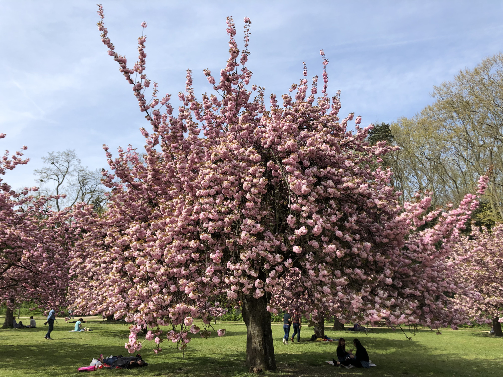 รูปถ่าย ฝรั่งเศส(France) สวนโซ(Parc de Sceaux) 2019-04 95