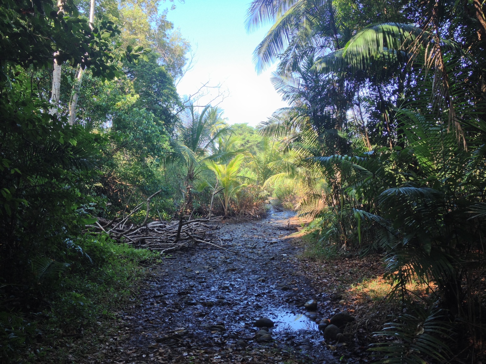 รูปถ่าย คอสตาริกา(Costa Rica) อูบีตา(Uvita) 2015-03 9
