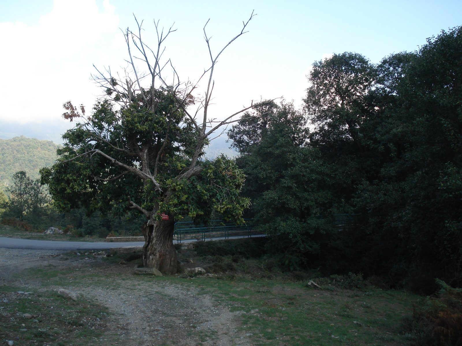 รูปถ่าย ฝรั่งเศส(France) คอร์สิคา(Corsica) วัลเล-ดาเลซานี(Valle d'alesani) 2006-09 124