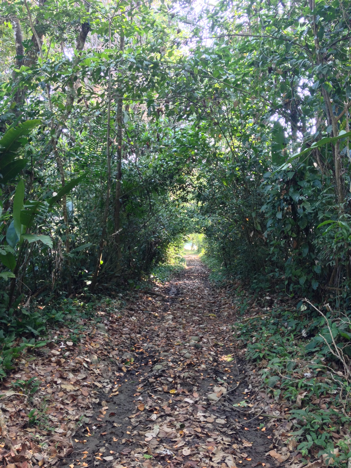 รูปถ่าย คอสตาริกา(Costa Rica) อูบีตา(Uvita) 2015-03 15