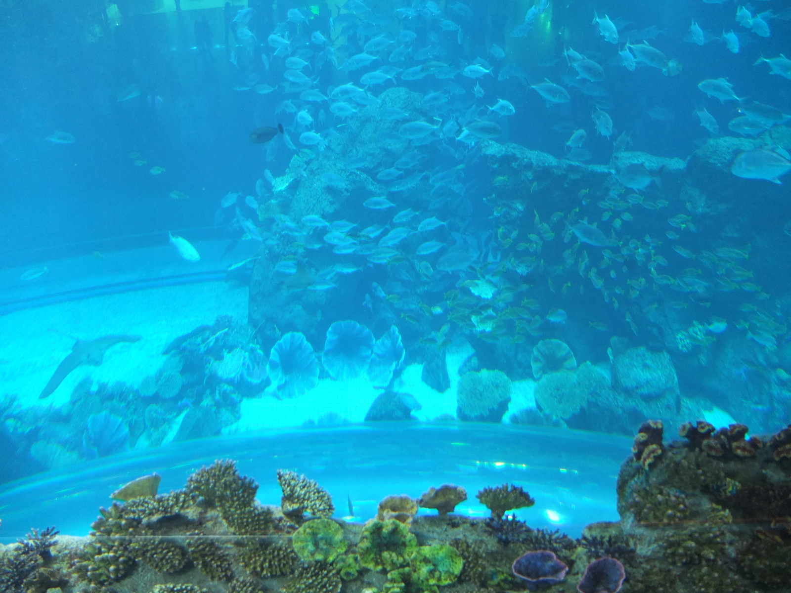 รูปถ่าย สหรัฐอาหรับเอมิเรตส์(United Arab Emirates) ดูไบ(Dubai) ดูไบมอลล์(The Dubai Mall) 2011-12 46