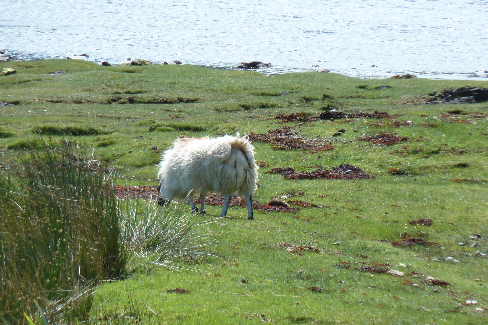 รูปถ่าย อังกฤษ(United Kingdom) เกาะสกาย(Skye) เทือกเขาคูลิน(The Cuillin) 2011-07 24