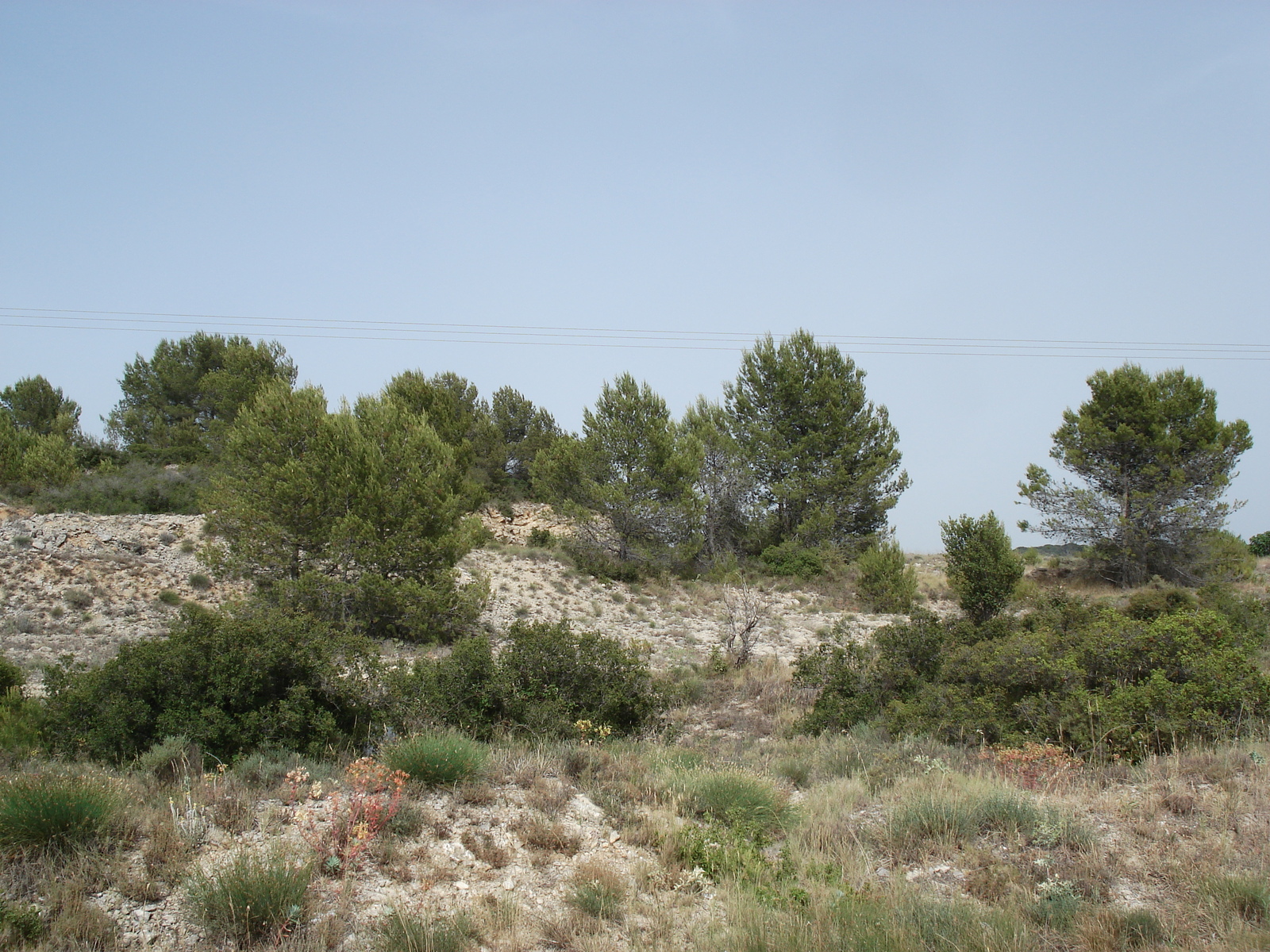 รูปถ่าย ฝรั่งเศส(France) โซเมียร์(Sommieres) 2006-06 98