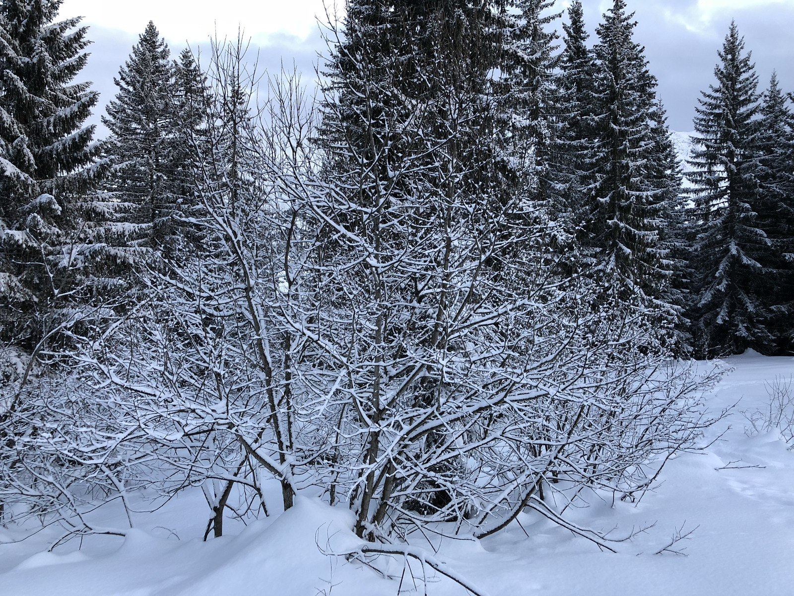 รูปถ่าย ฝรั่งเศส(France) ลากลูซา(La Clusaz) 2017-12 42