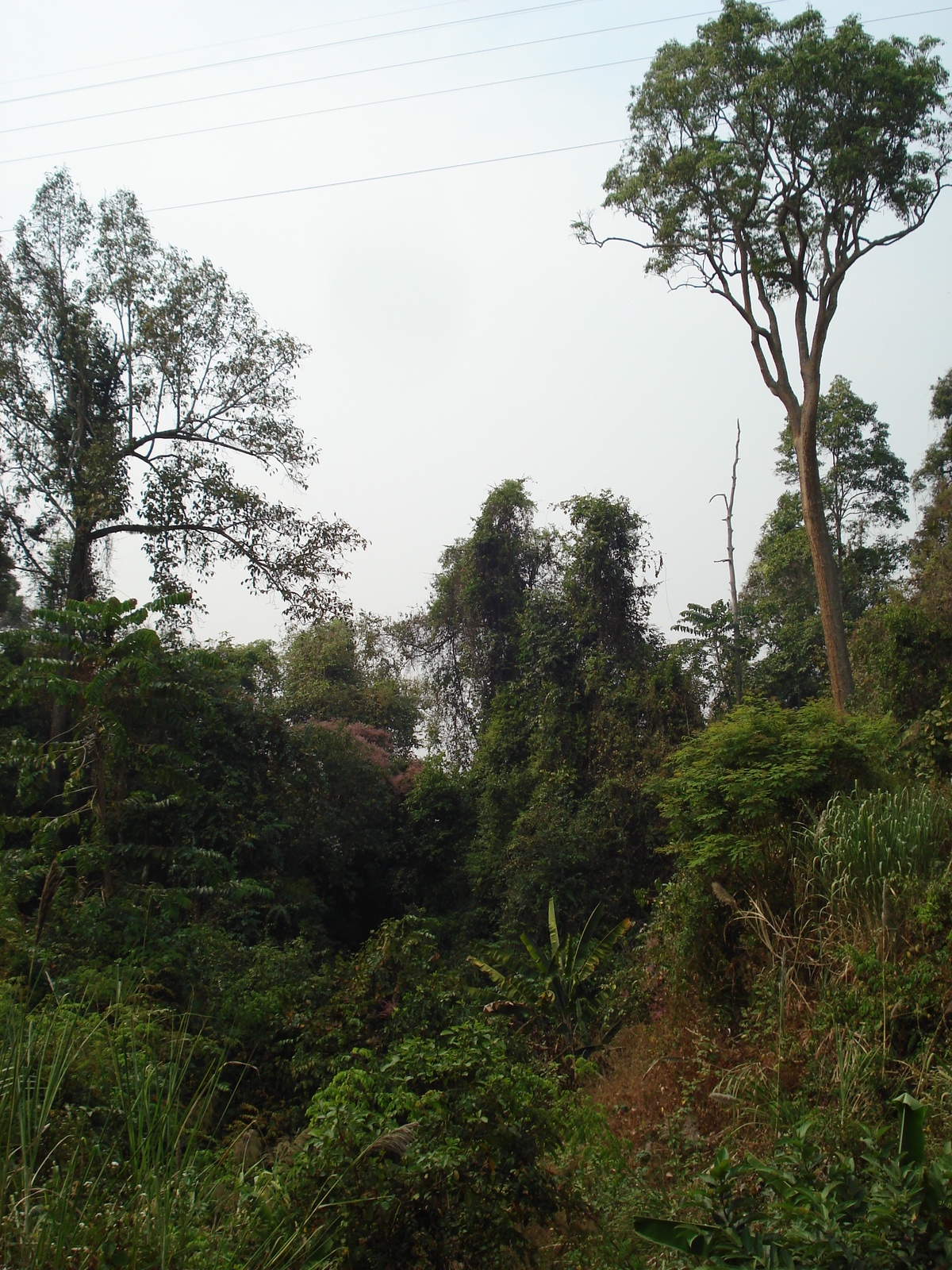 รูปถ่าย ไทย(Thailand) ถนนจากเชียงใหม่ไปปาย(Chiang Mai to Pai road) 2007-02 54