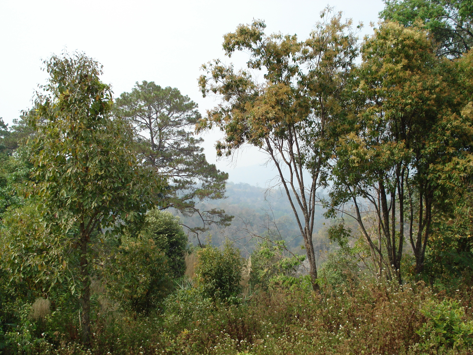 รูปถ่าย ไทย(Thailand) ถนนจากเชียงใหม่ไปปาย(Chiang Mai to Pai road) 2007-02 46