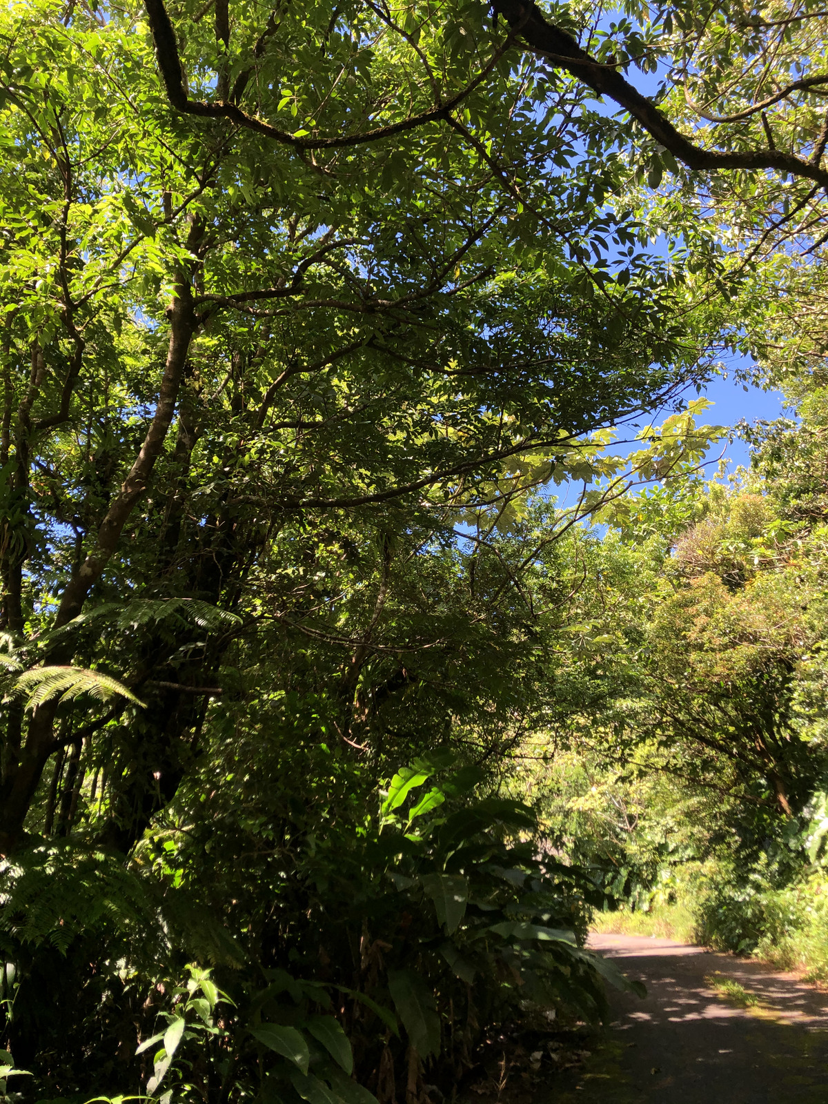 รูปถ่าย กวาเดอลูป(Guadeloupe) ภูเขาไฟลากร็องด์ซูฟรีแยร์(La Grande Soufriere) 2021-02 3