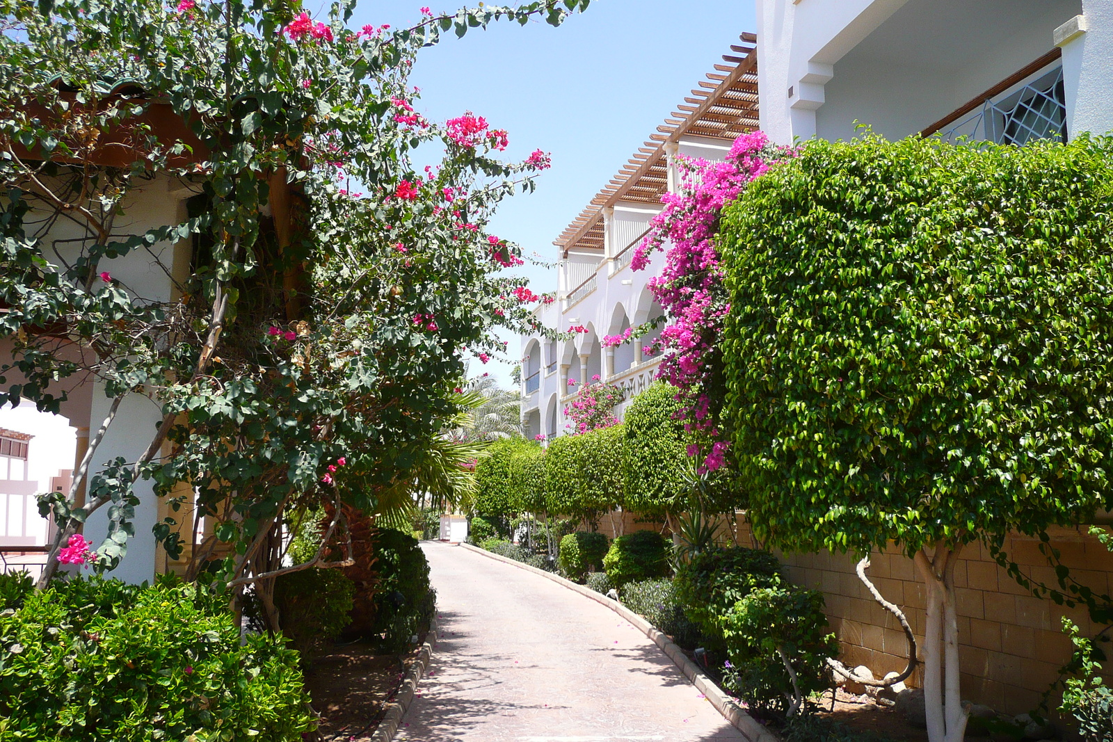 รูปถ่าย อียิปต์(Egypt) ชาร์มเอลชีค(Sharm el Sheikh) โรงแรมไฮแอต(Hyatt Hotel) 2008-06 174
