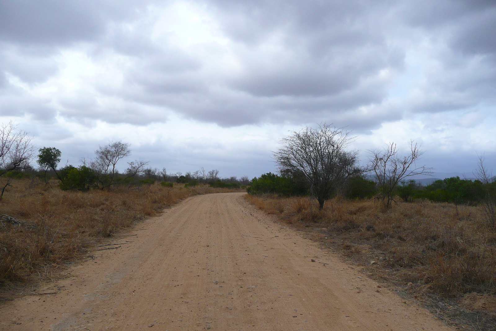 รูปถ่าย แอฟริกาใต้(South Africa) อุทยานแห่งชาติครูเกอร์(Kruger National Park) ถนนเลียบแม่น้ำครอกโคไดล์(Crocodile River road) 2008-09 46