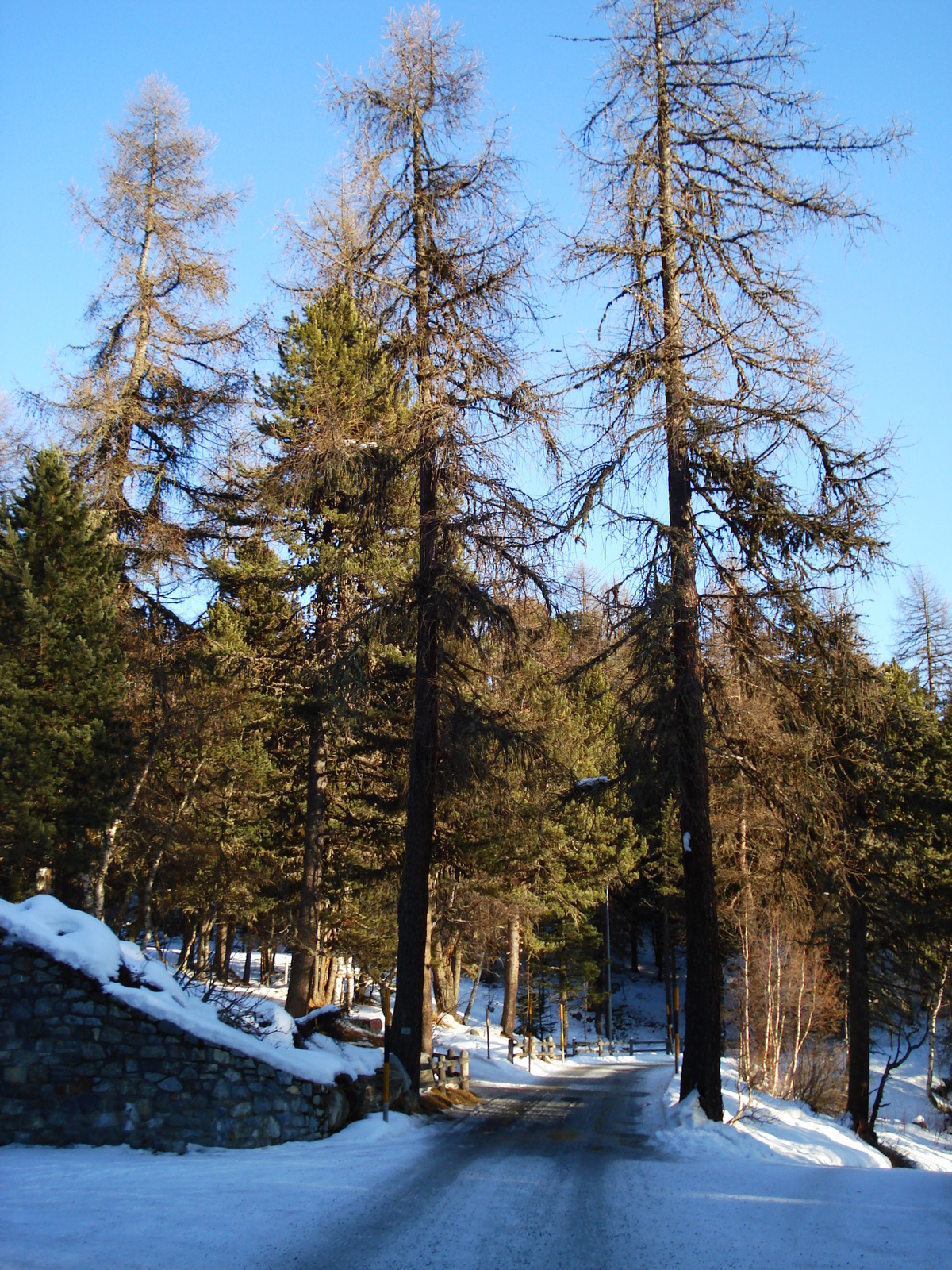 รูปถ่าย สวิสเซอร์แลนด์(Switzerland) เซนต์มอริตซ์ ชลาริญญา(St Moritz Schlarigna) 2007-01 39